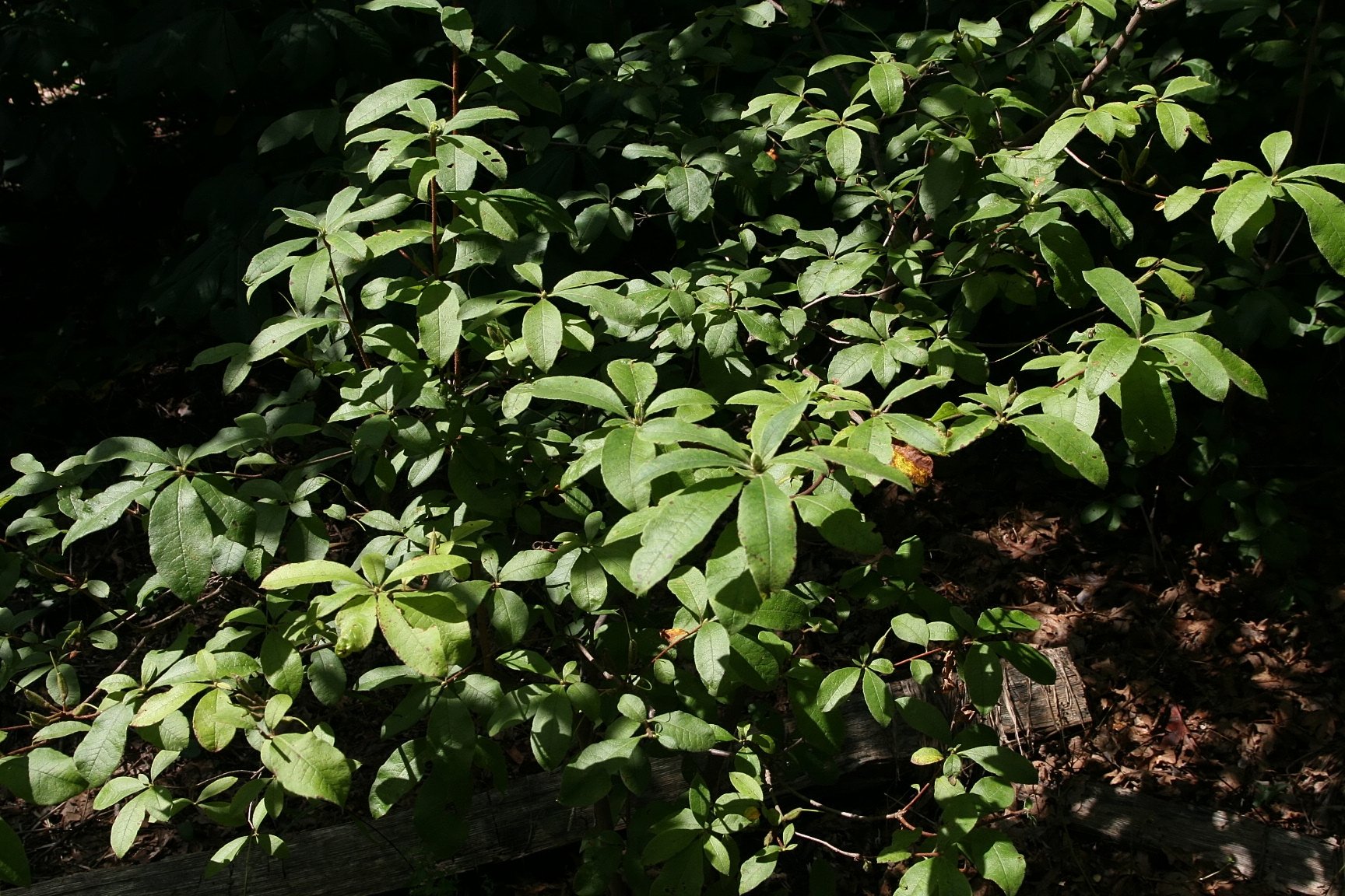Admiral Semmes - Azalea (photo Photo by David J. Stang, CC BY-SA 4.0, via Wikimedia Commons)