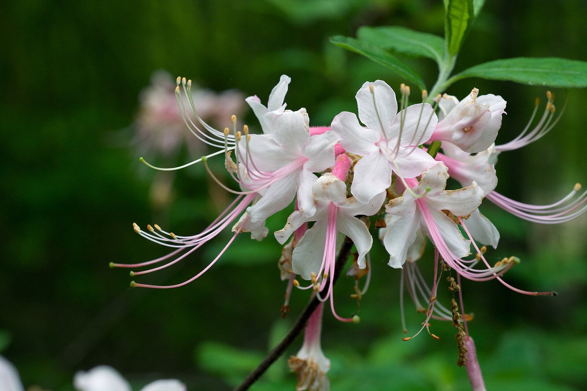 Camilla's Blush - Azalea — species reference photo (photo Eric Hunt, CC BY-SA 4.0, via Wikimedia Commons)