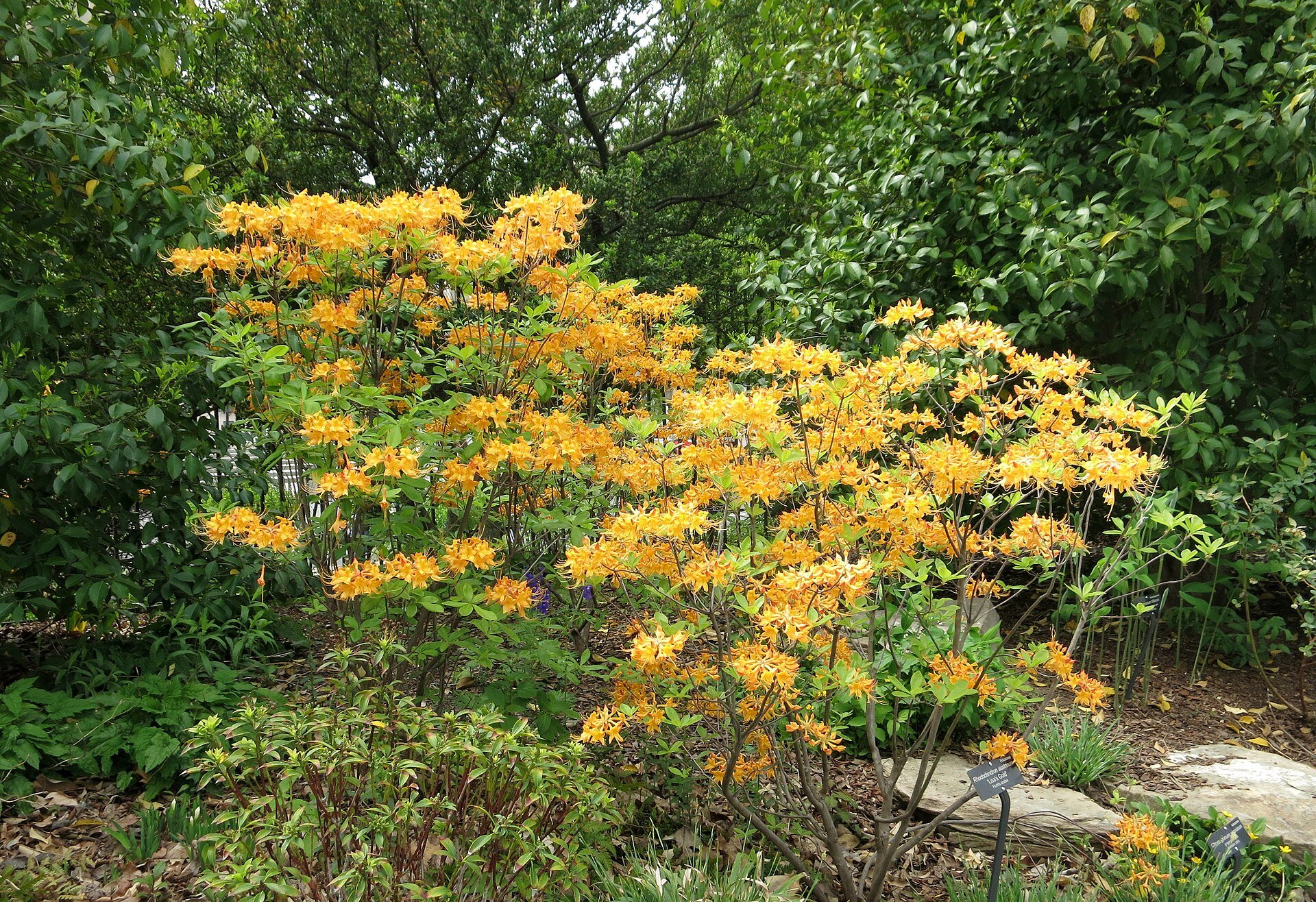 Canary Isles - Azalea — species reference photo (photo DC Gardens, CC BY 2.0, via Wikimedia Commons)