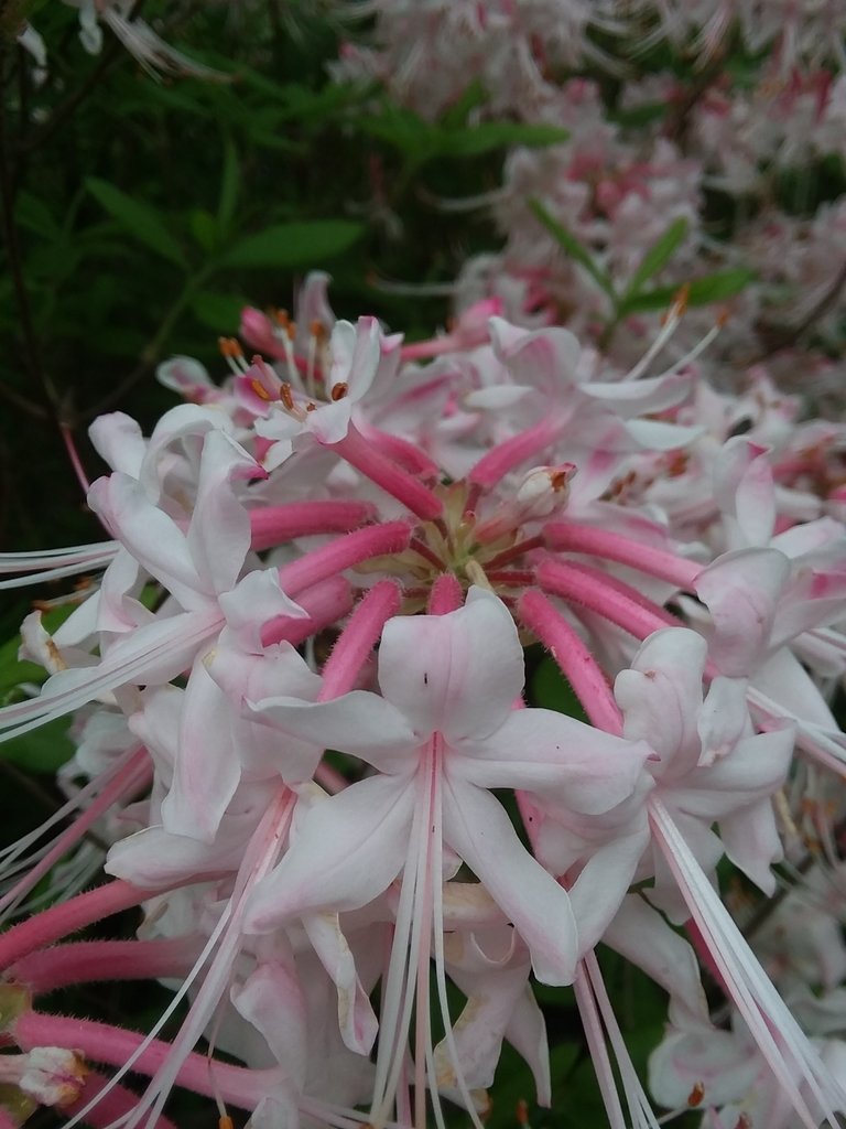 Country Cousin Azalea — species reference photo