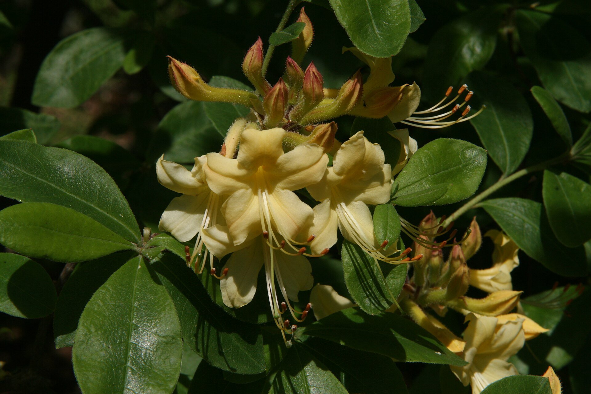 Dancing Rabbit Azalea — species reference photo
