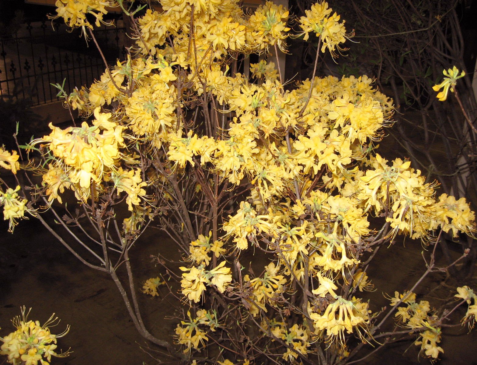 Earl's Gold - Azalea — species reference photo (public domain, via Wikimedia Commons)