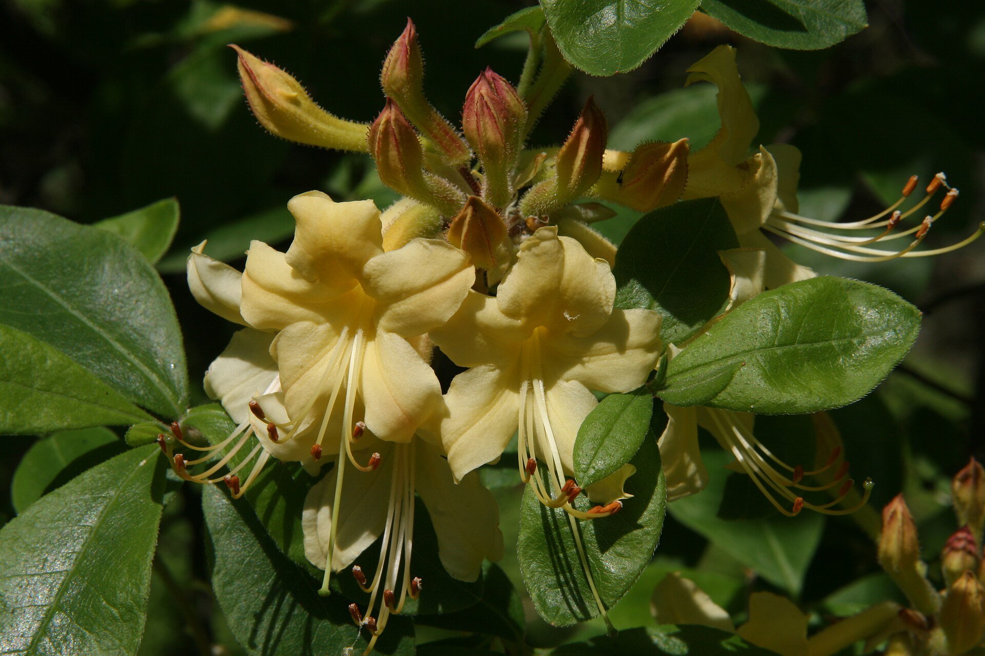 Pat Ryan Aromi - Azalea — species reference photo (photo Photo by David J. Stang, CC BY-SA 4.0, via Wikimedia Commons)