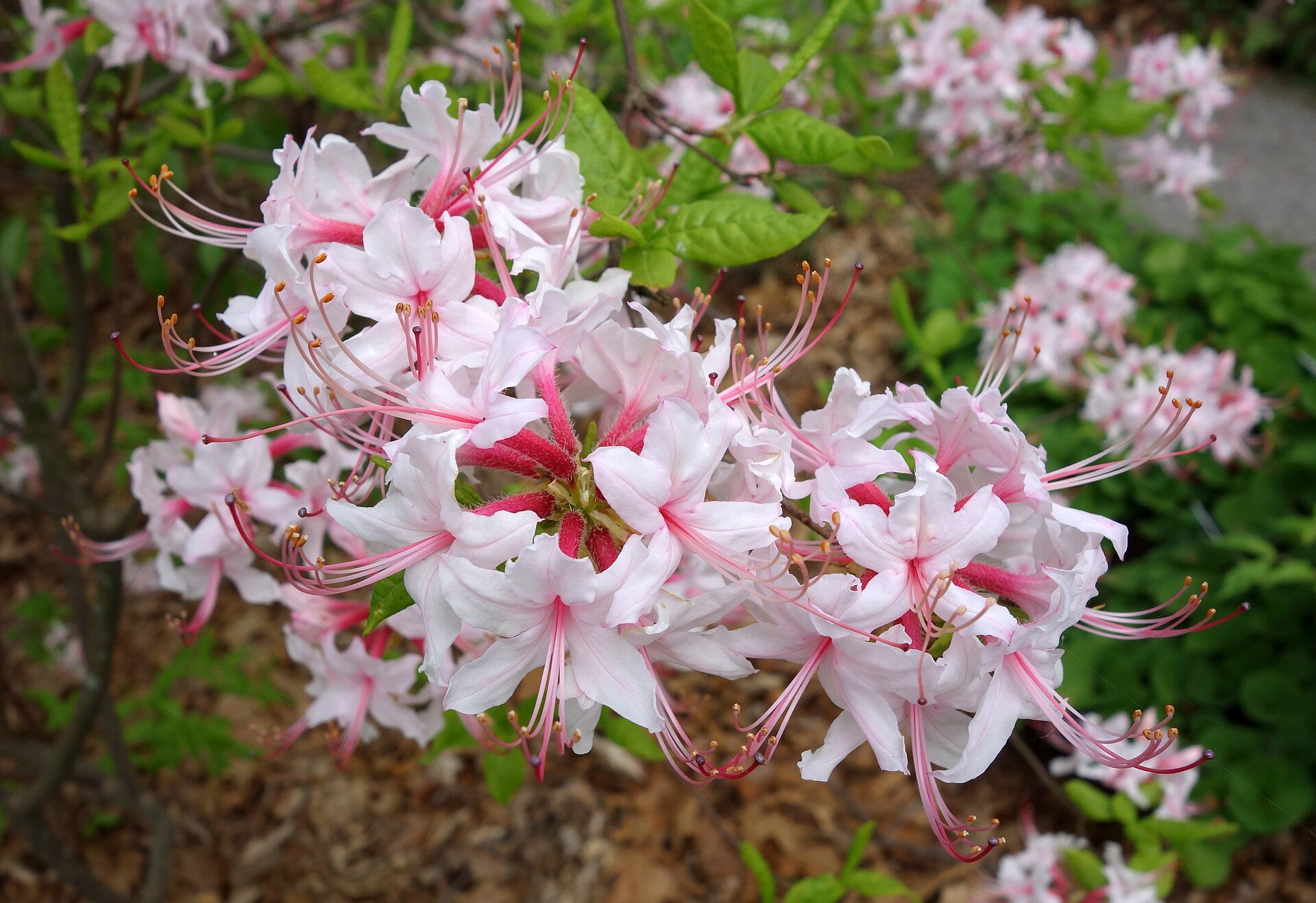 Spring Fanfare Azalea — species reference photo