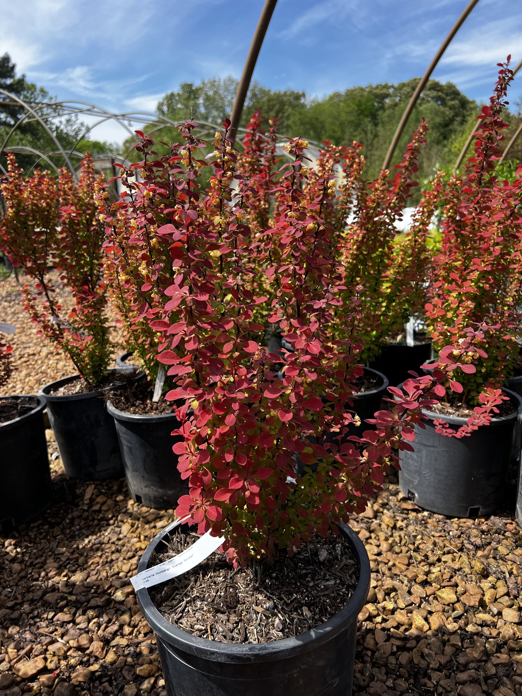Orange Rocket - Barberry