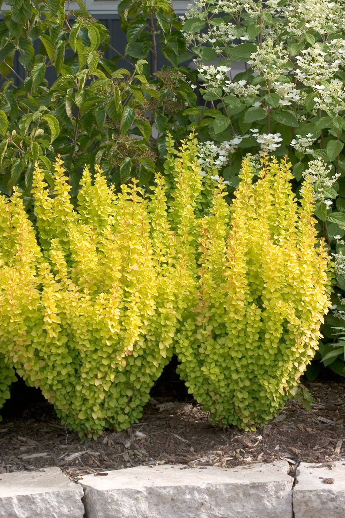 Sunjoy Gold Pillar barberry, Proven Winners photo - the plant itself