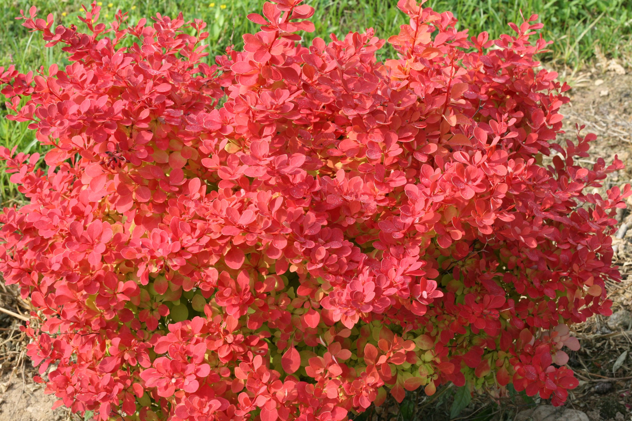 Sunjoy Neo barberry, Proven Winners photo - the plant itself