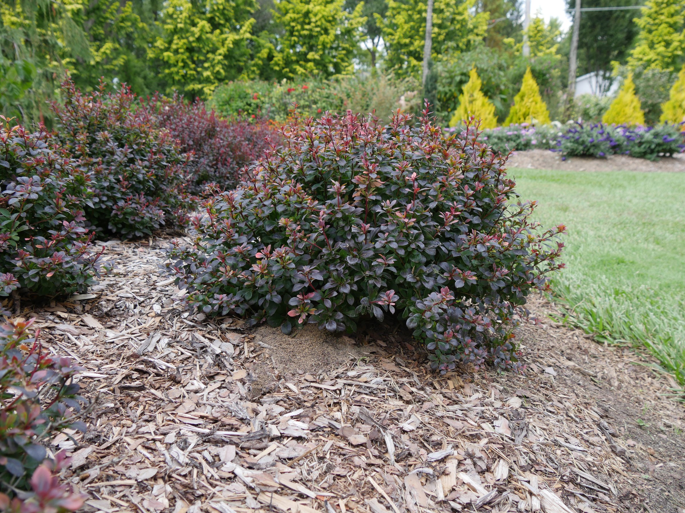 Sunjoy Todo barberry, Proven Winners photo - the plant itself
