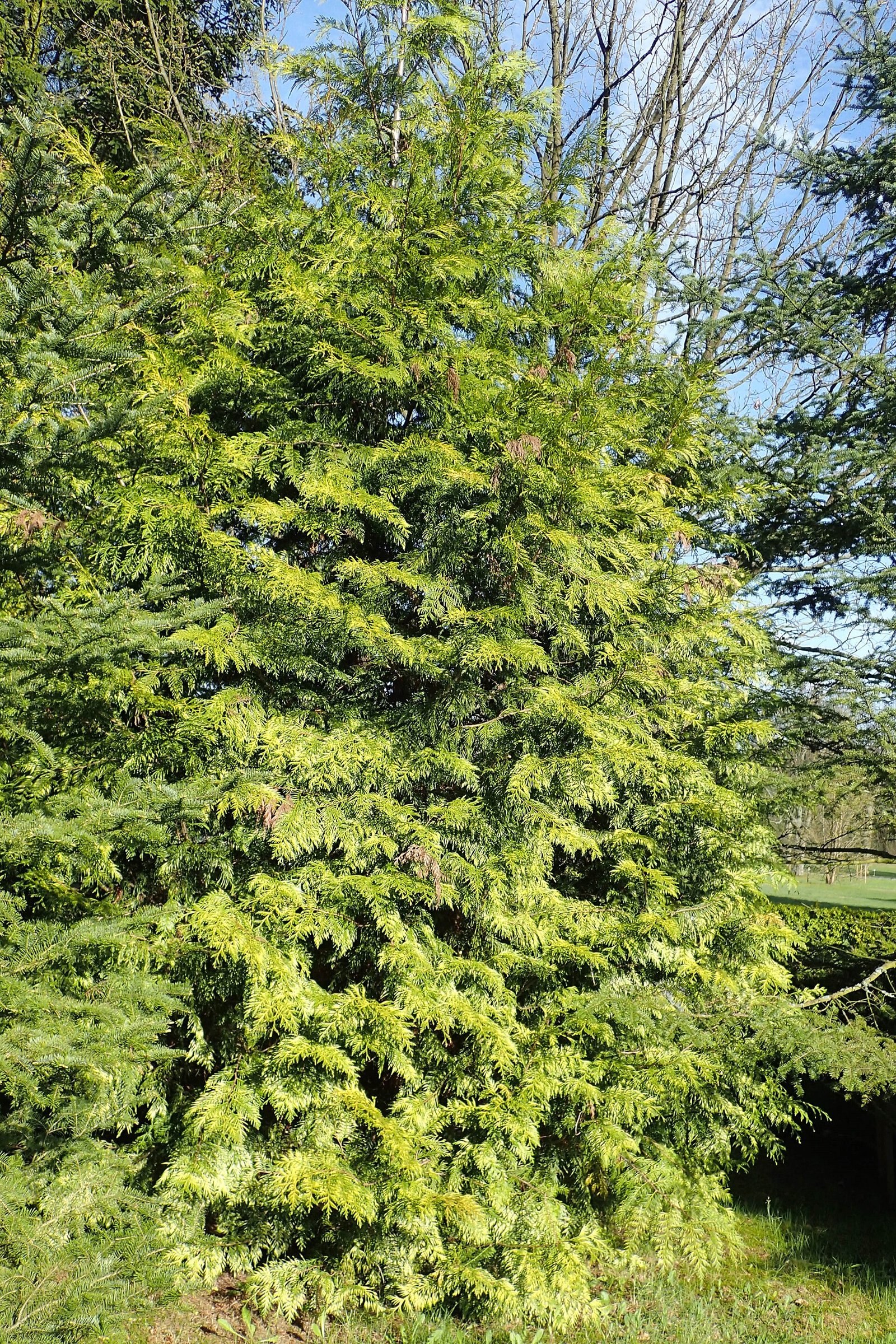 Golden Green Giant — species reference photo