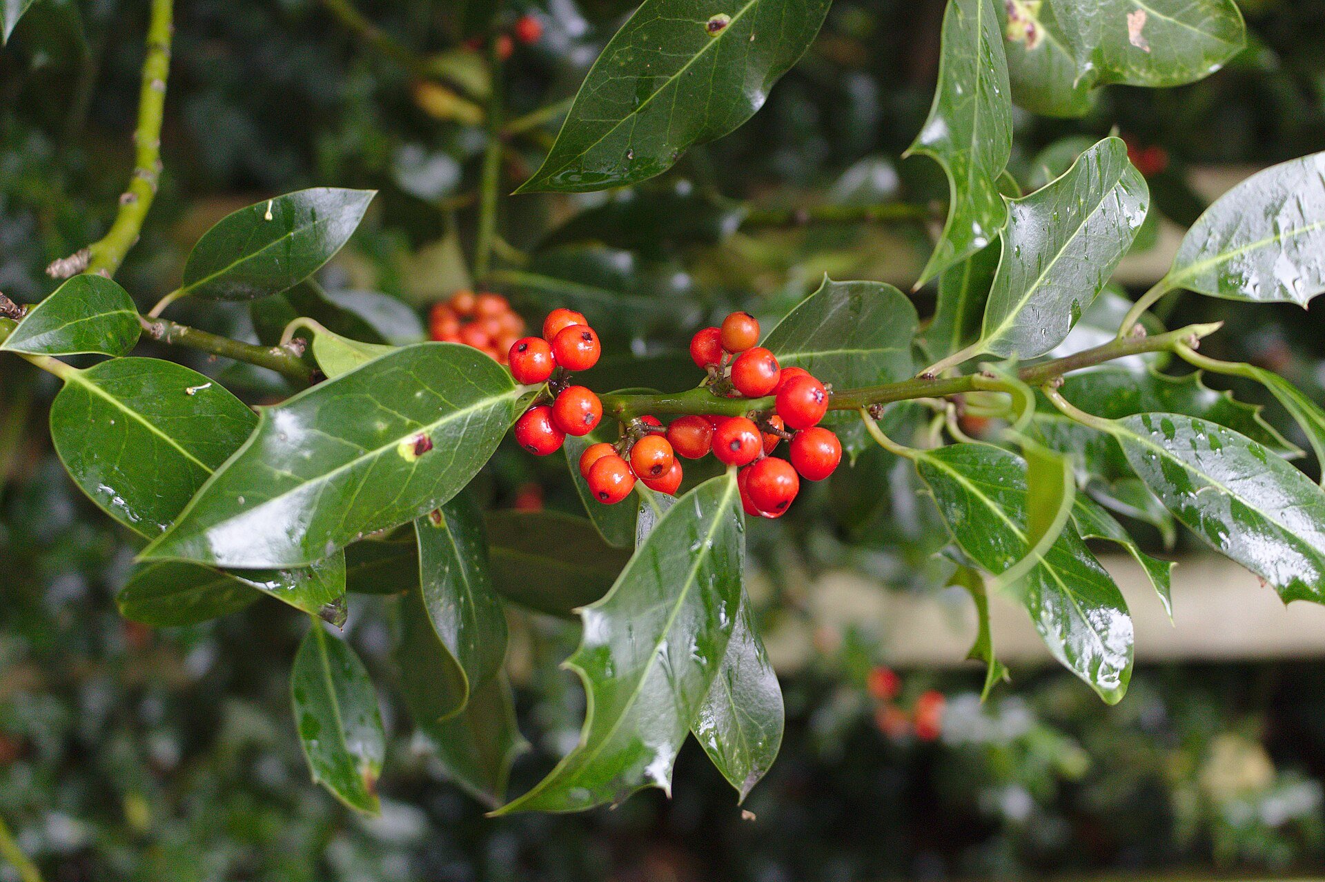 China Girl Holly — species reference photo