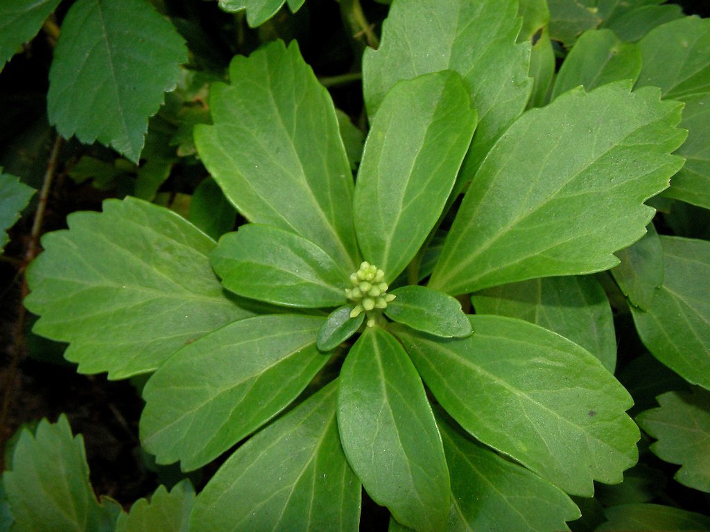 Pachysandra — species reference photo