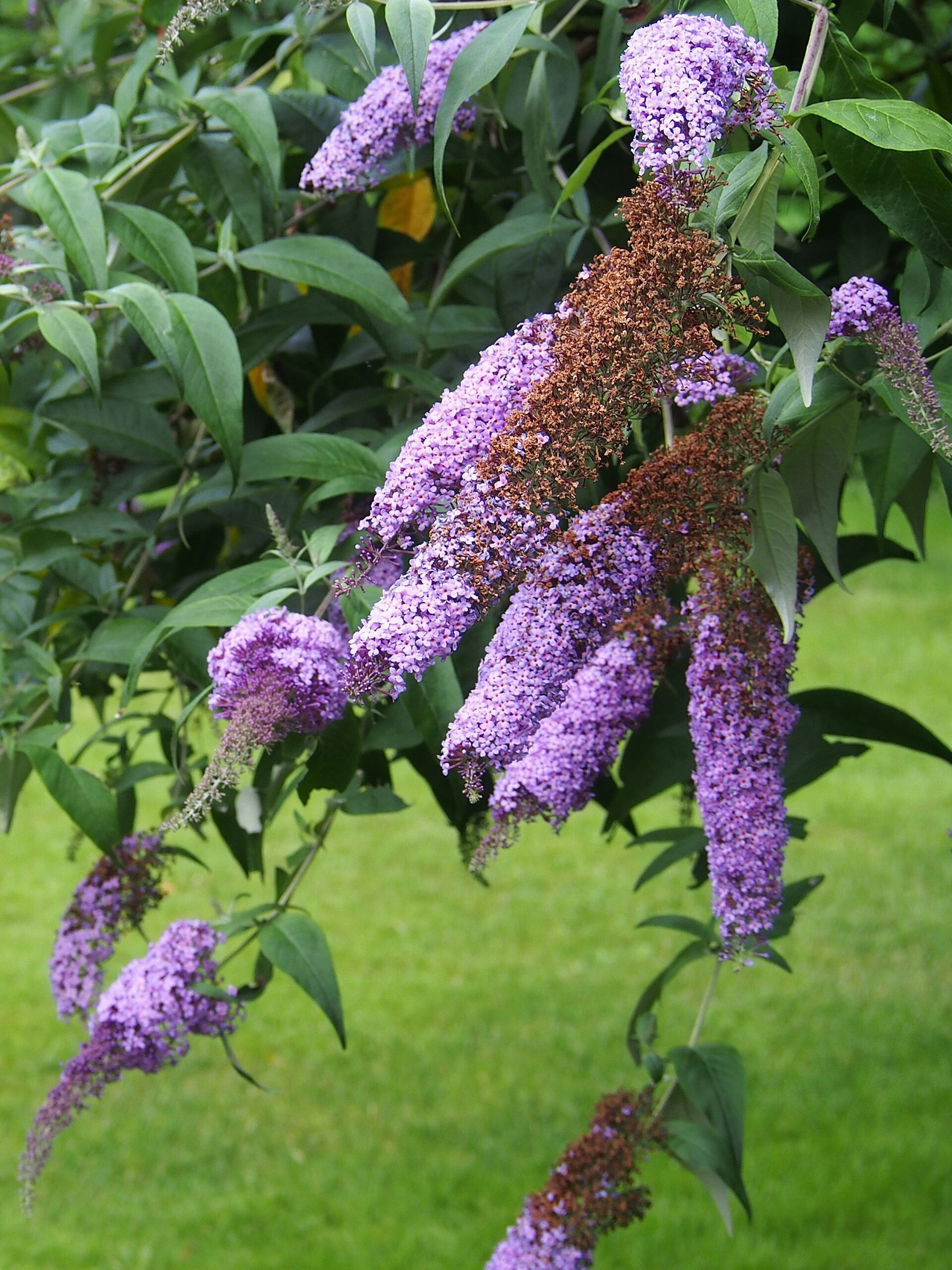 Buddleja davidii lavender-purple flower panicles — species reference photo (photo Agnieszka Kwiecień, Nova, CC BY-SA 4.0, via Wikimedia Commons)
