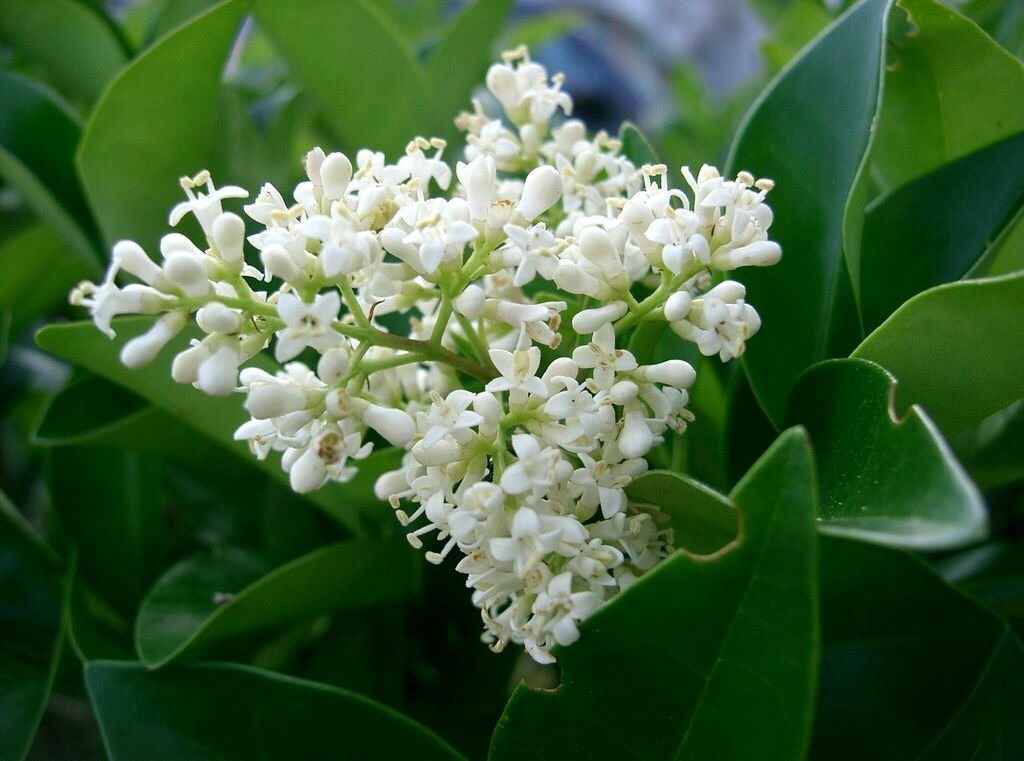 Nobilis - Ligustrum — species reference photo