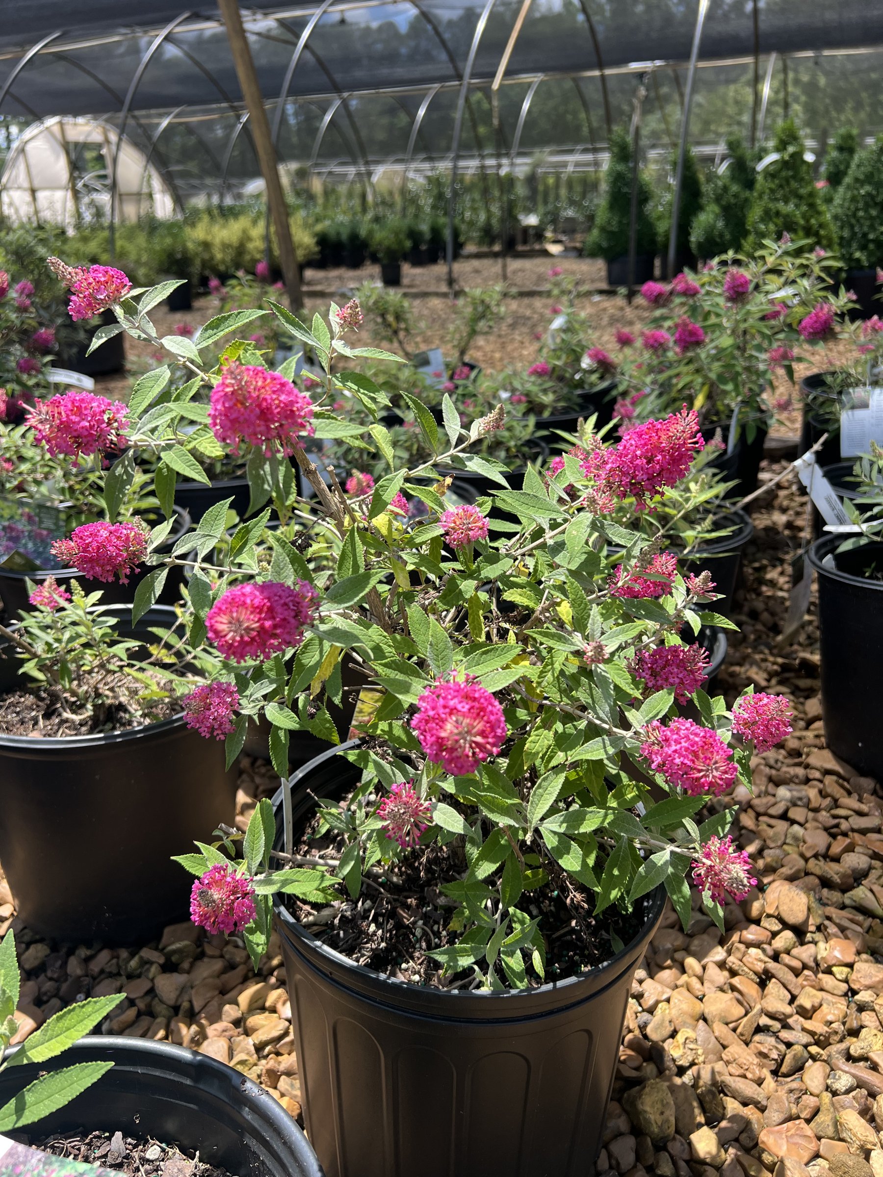 Dapper Pink butterfly bush in a 3-gallon container, magenta-pink flower spikes