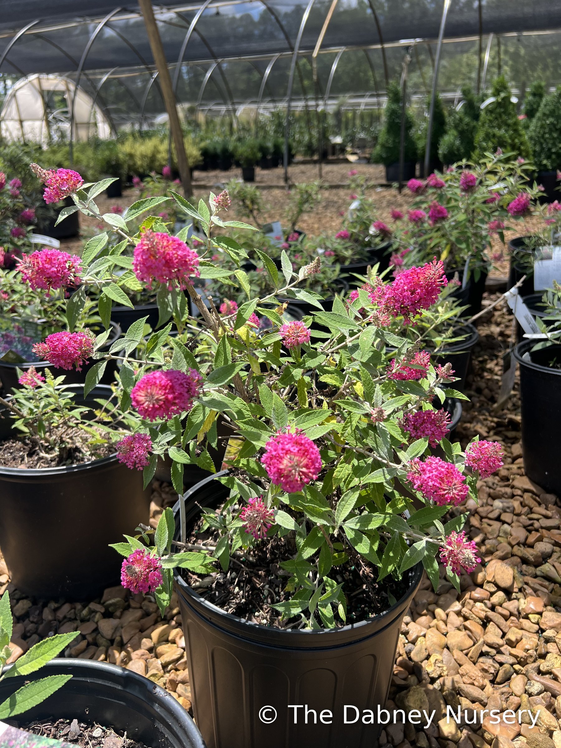 Dapper Pink butterfly bush in a 3-gallon container, magenta-pink flower spikes
