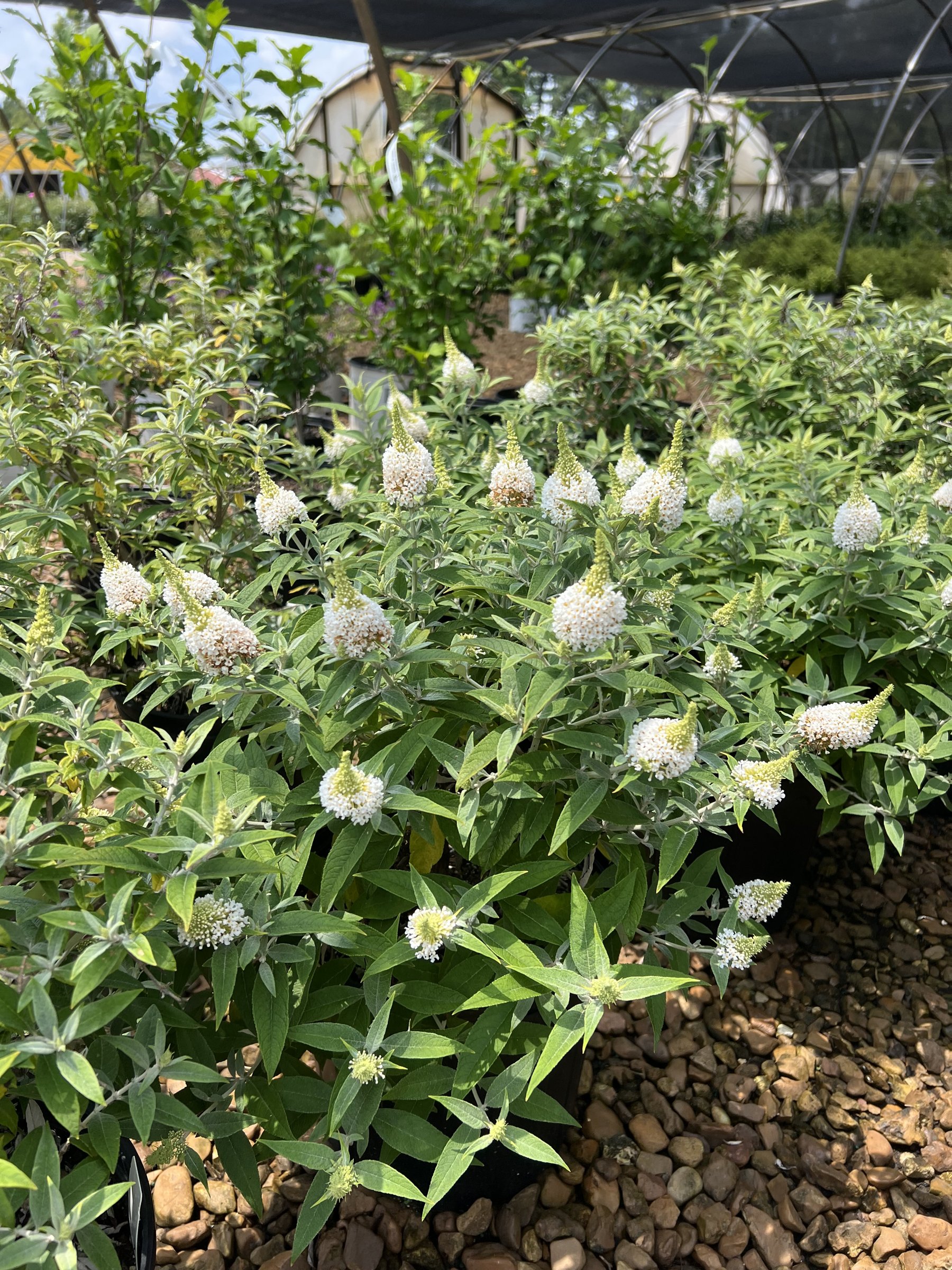 Monrovia - Dapper White - Butterfly Bush