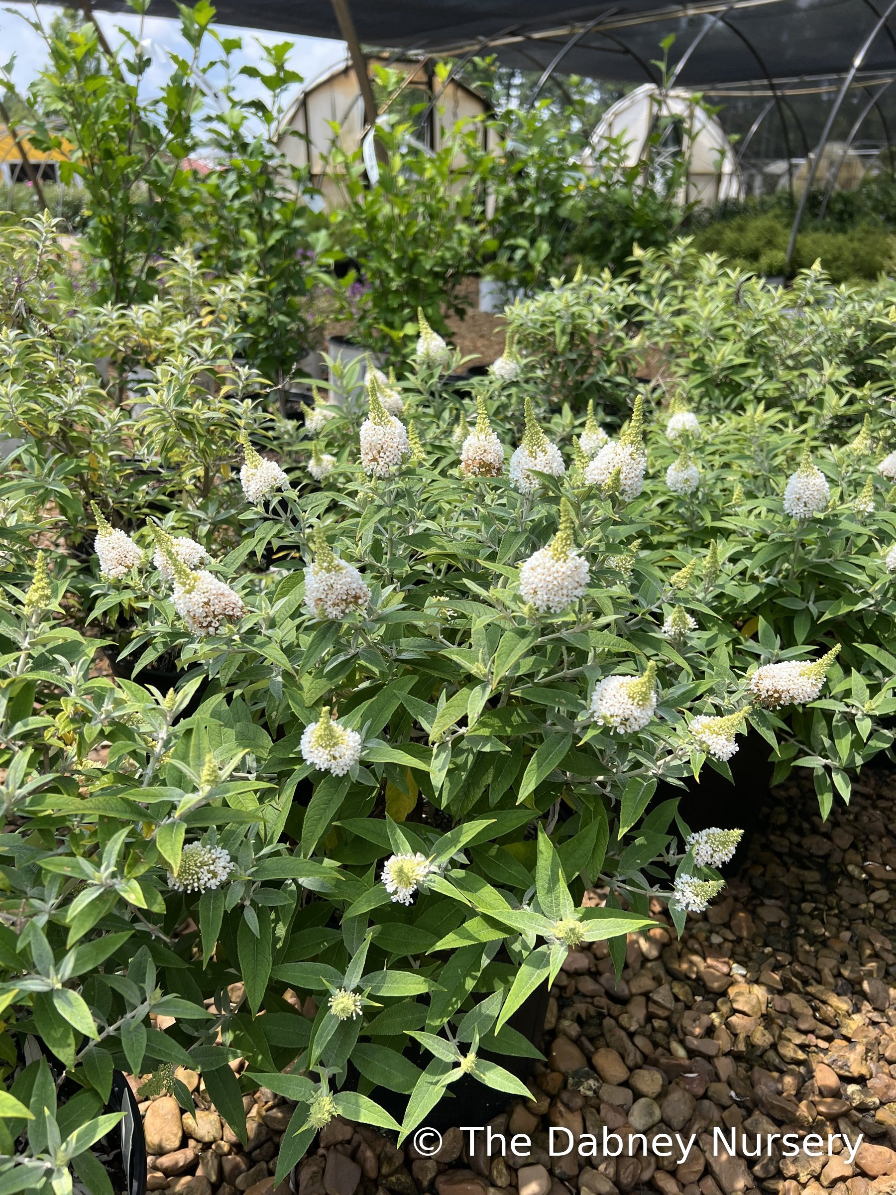 Monrovia - Dapper White - Butterfly Bush