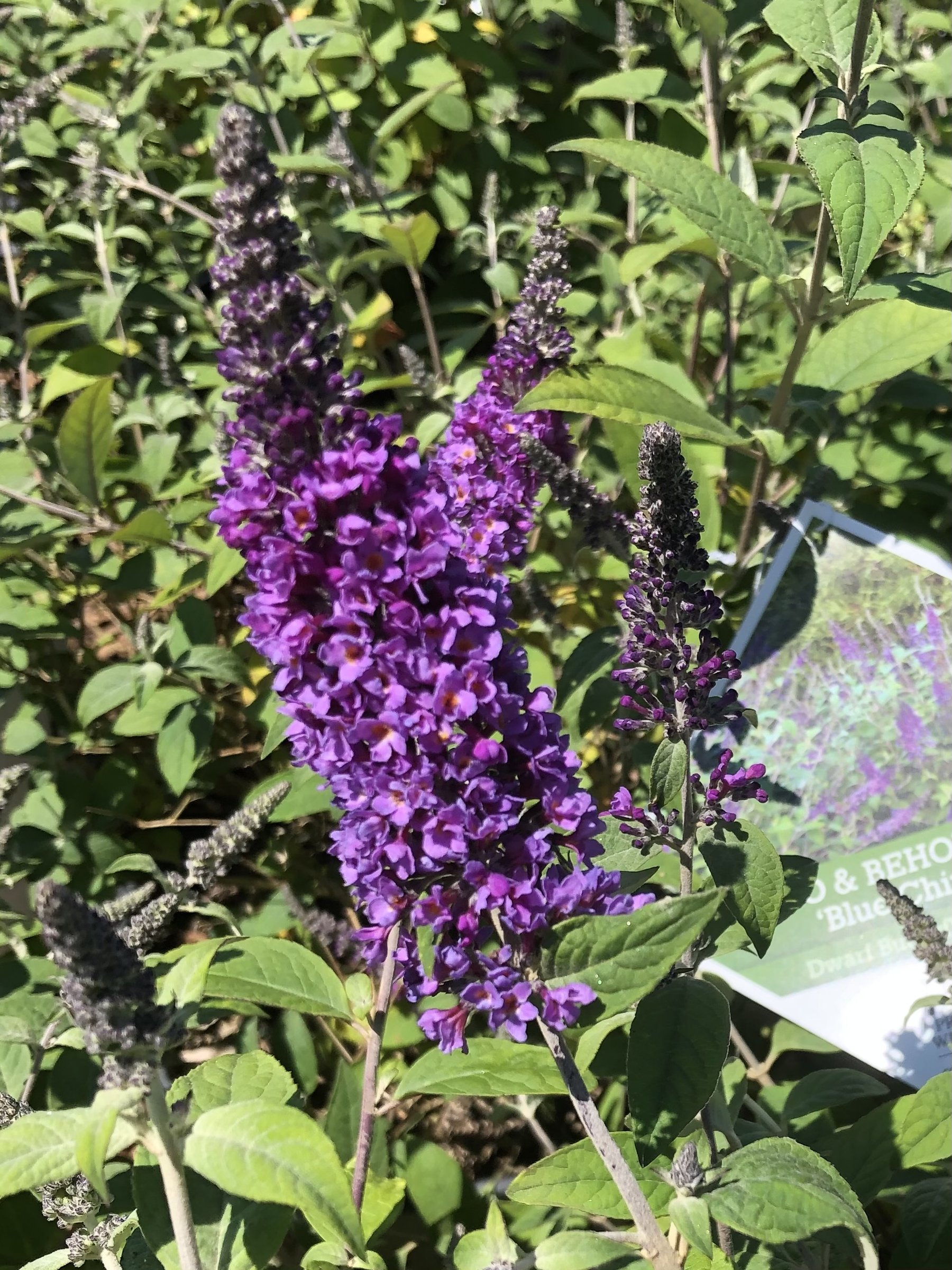 Blue Chip Jr butterfly bush, deep purple-blue flower spike close-up with green foliage