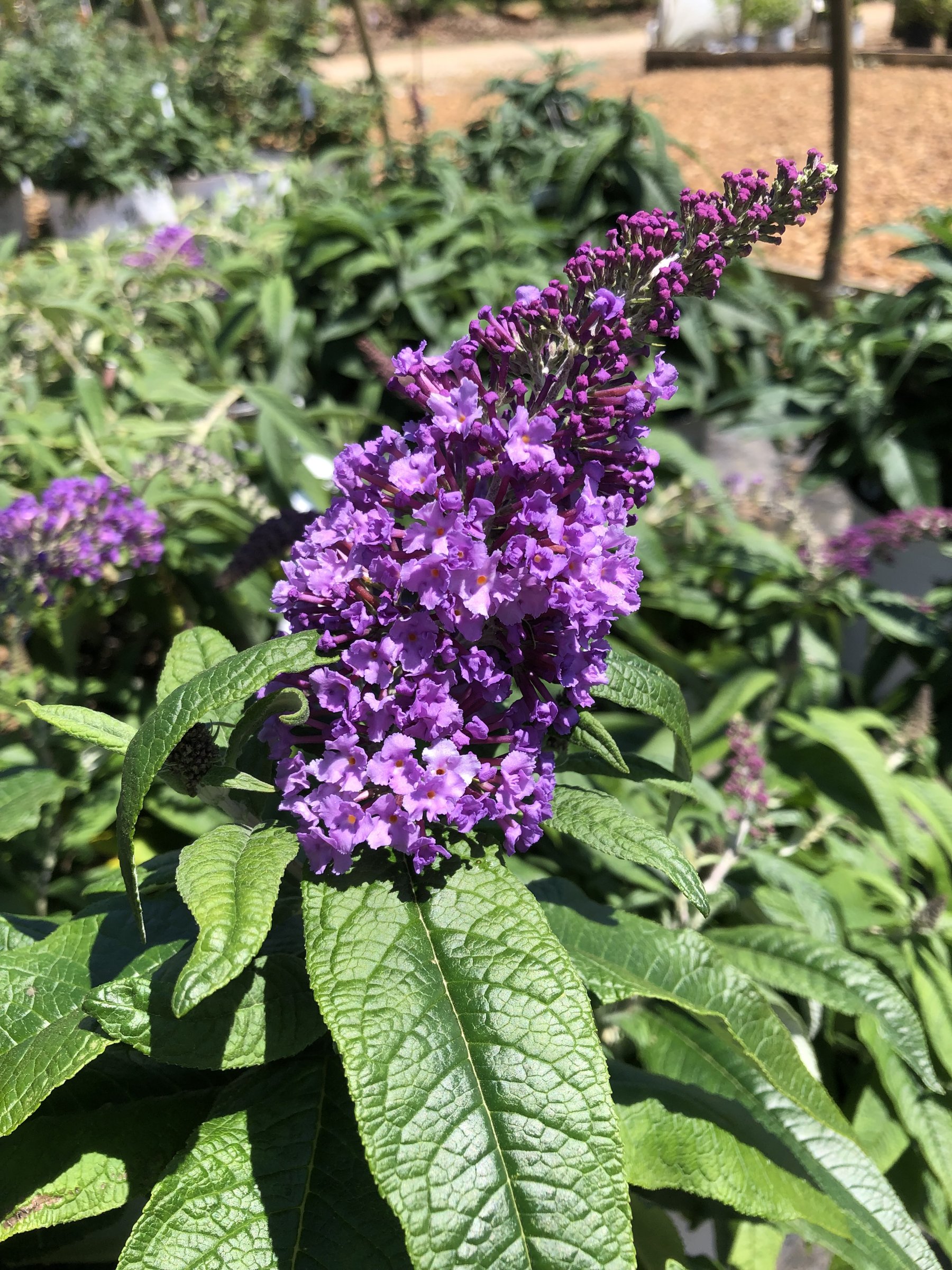 Pugster Amethyst butterfly bush, dense purple flower spike above broad green leaves