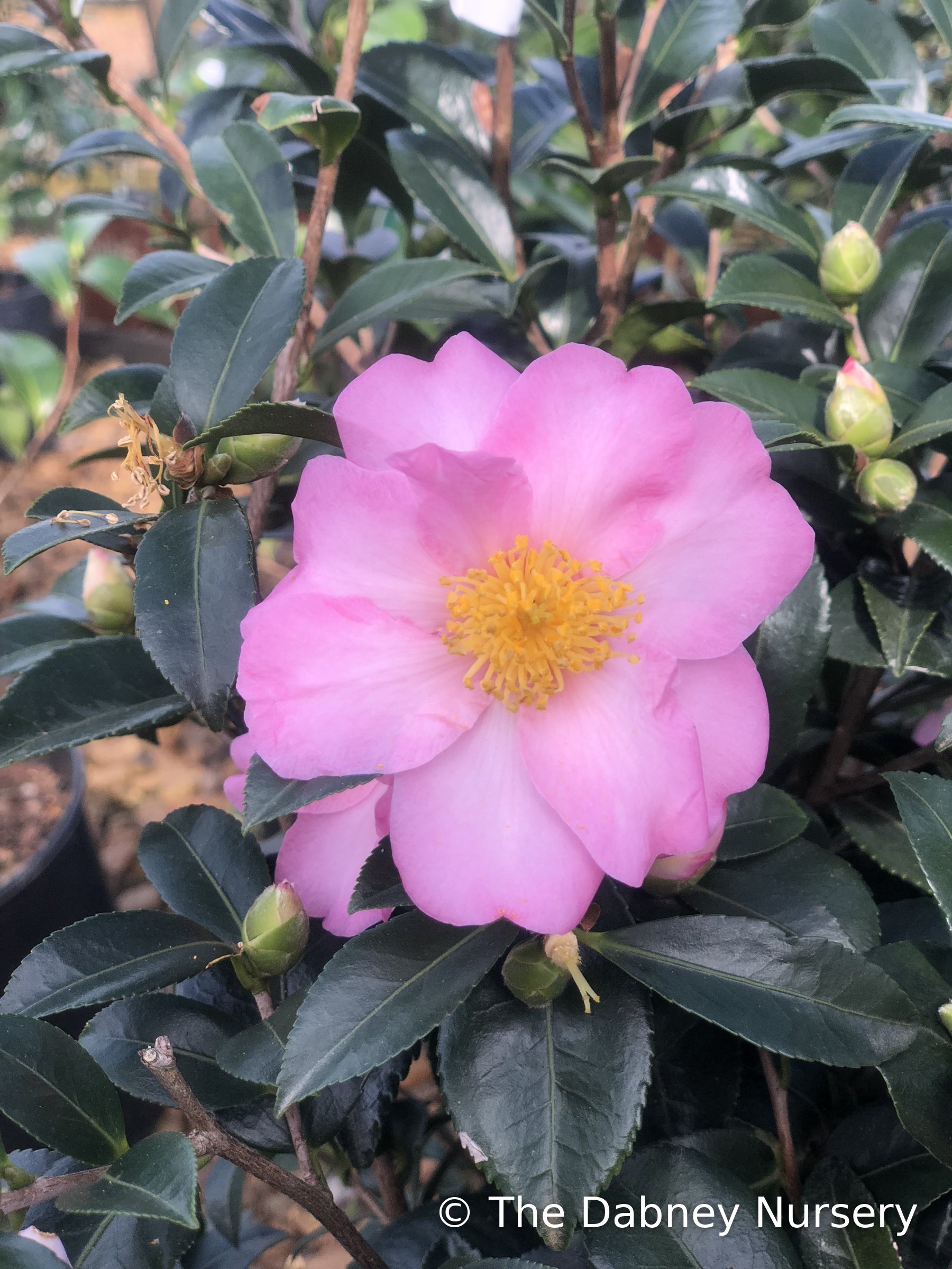 Londontowne Blush Camellia hyb., at Dabney Nursery