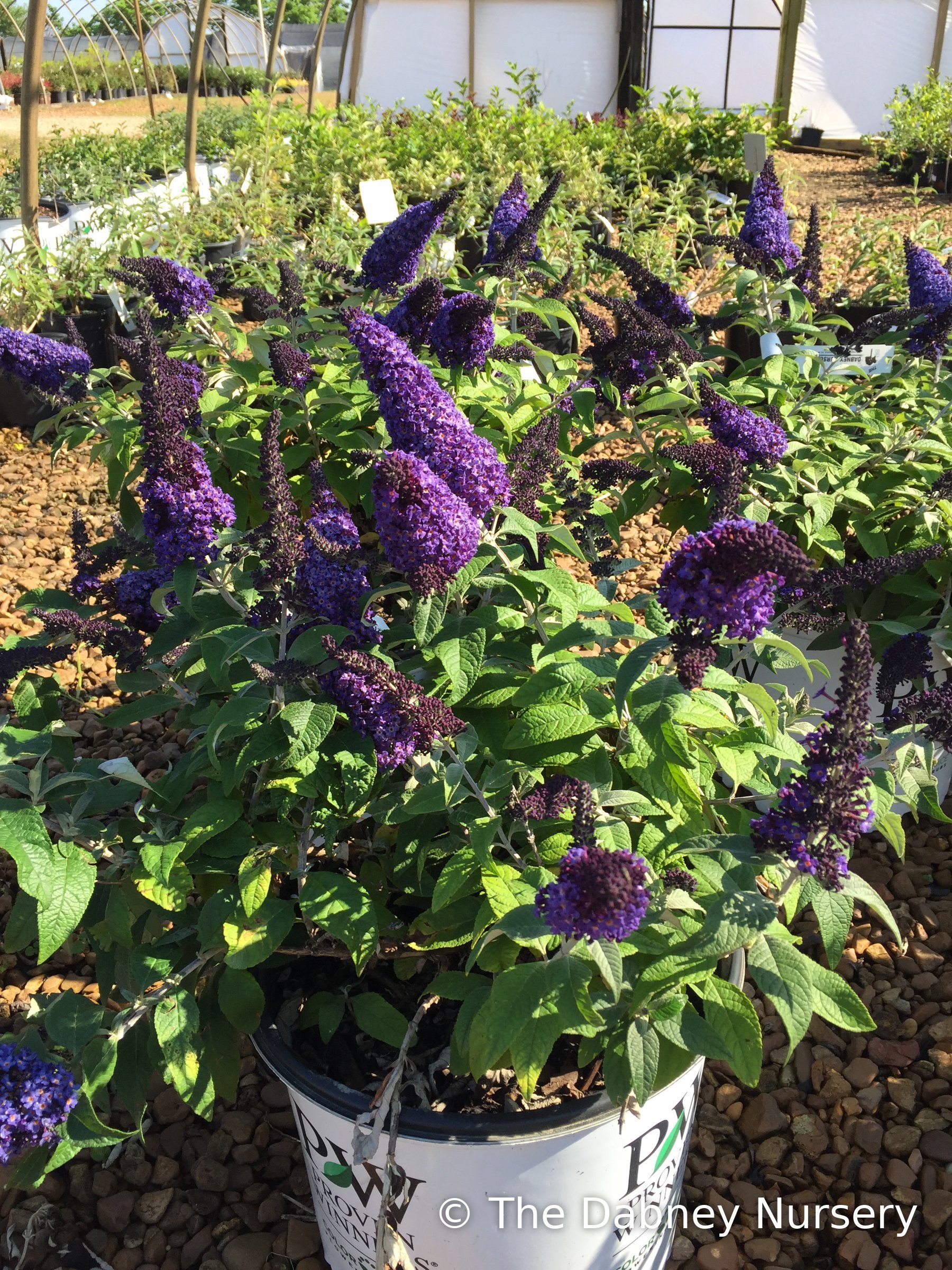 Pugster Blue butterfly bush in a Proven Winners container, deep violet-blue flower spikes
