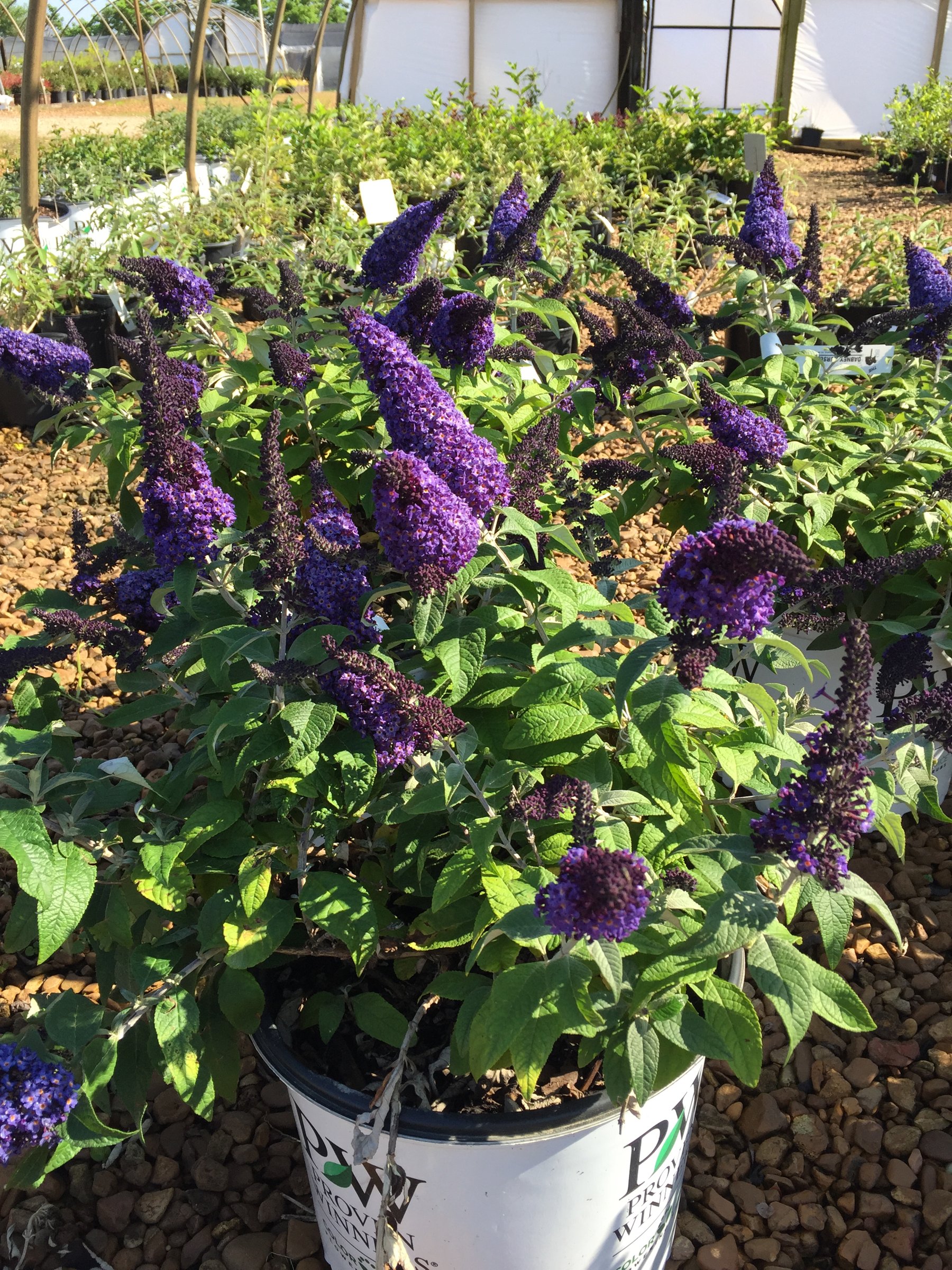 Pugster Blue butterfly bush in a Proven Winners container, deep violet-blue flower spikes