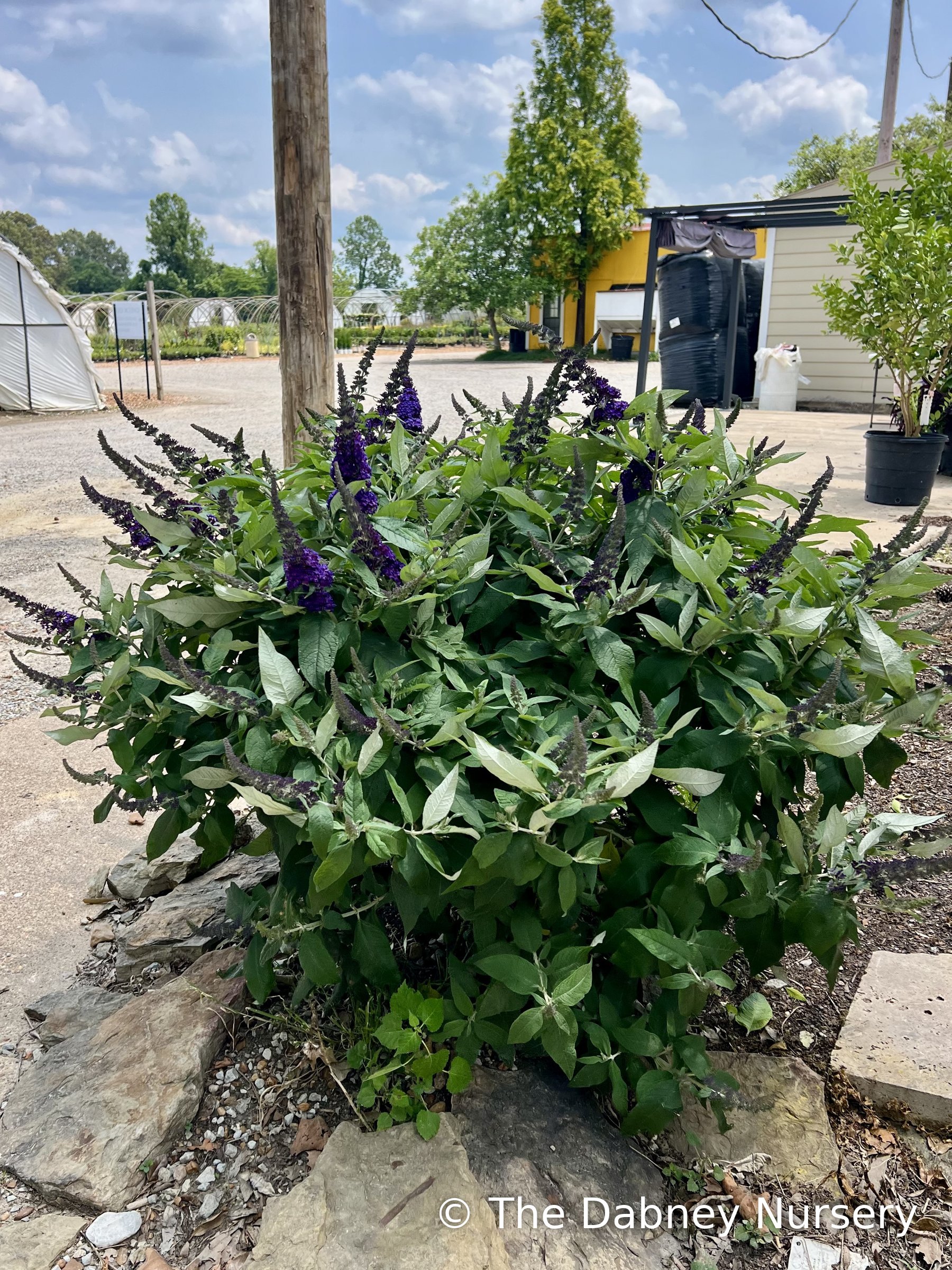 Pugster Blue® Butterfly Bush · The Dabney Nursery