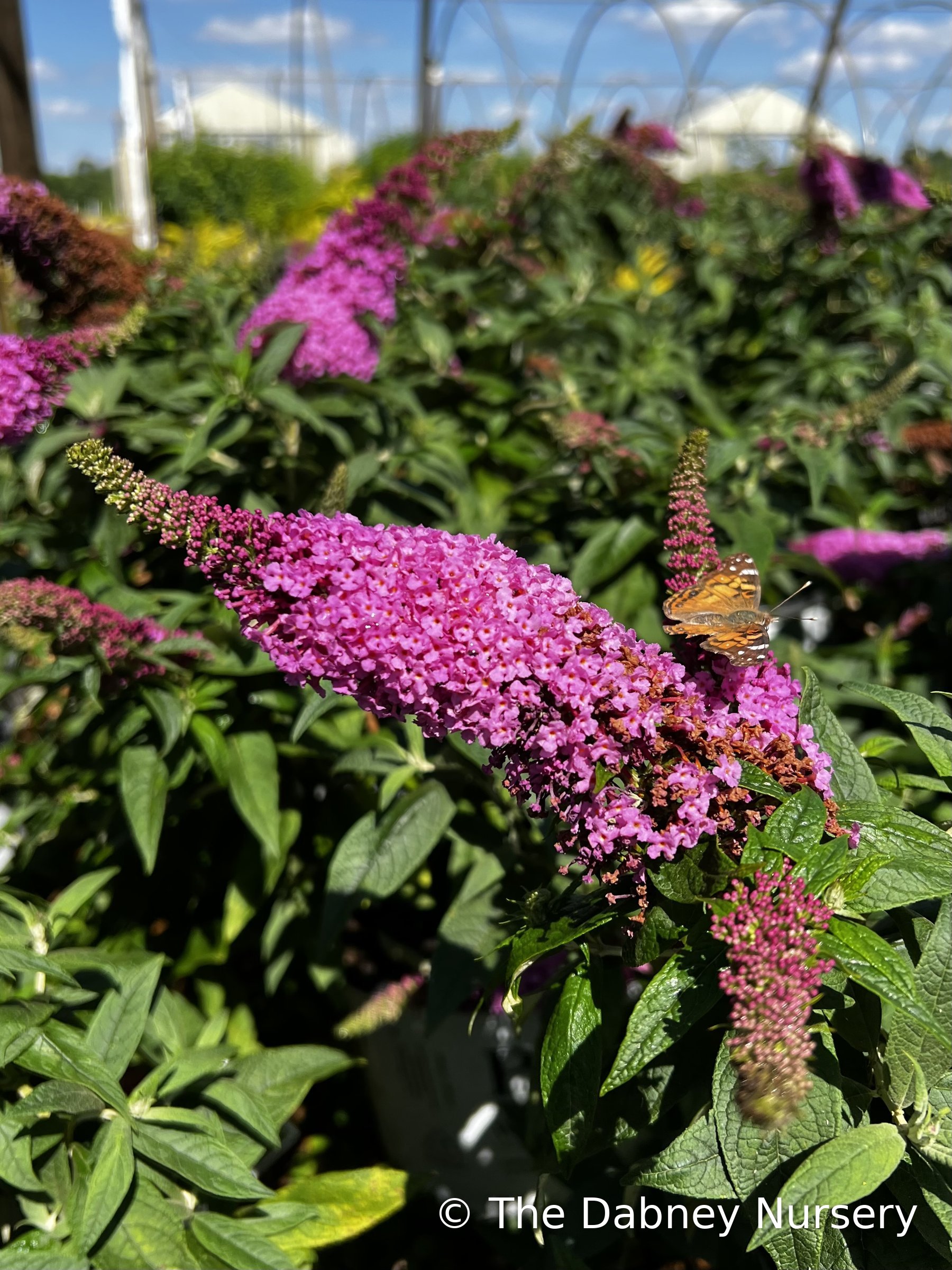 Pugster Pinker® Butterfly Bush · The Dabney Nursery