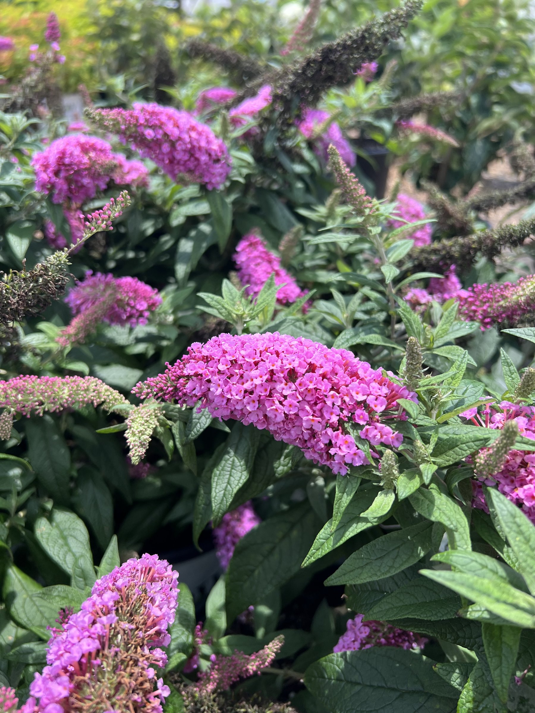 Pugster Pinker butterfly bush, bright magenta-pink flower spikes over green foliage