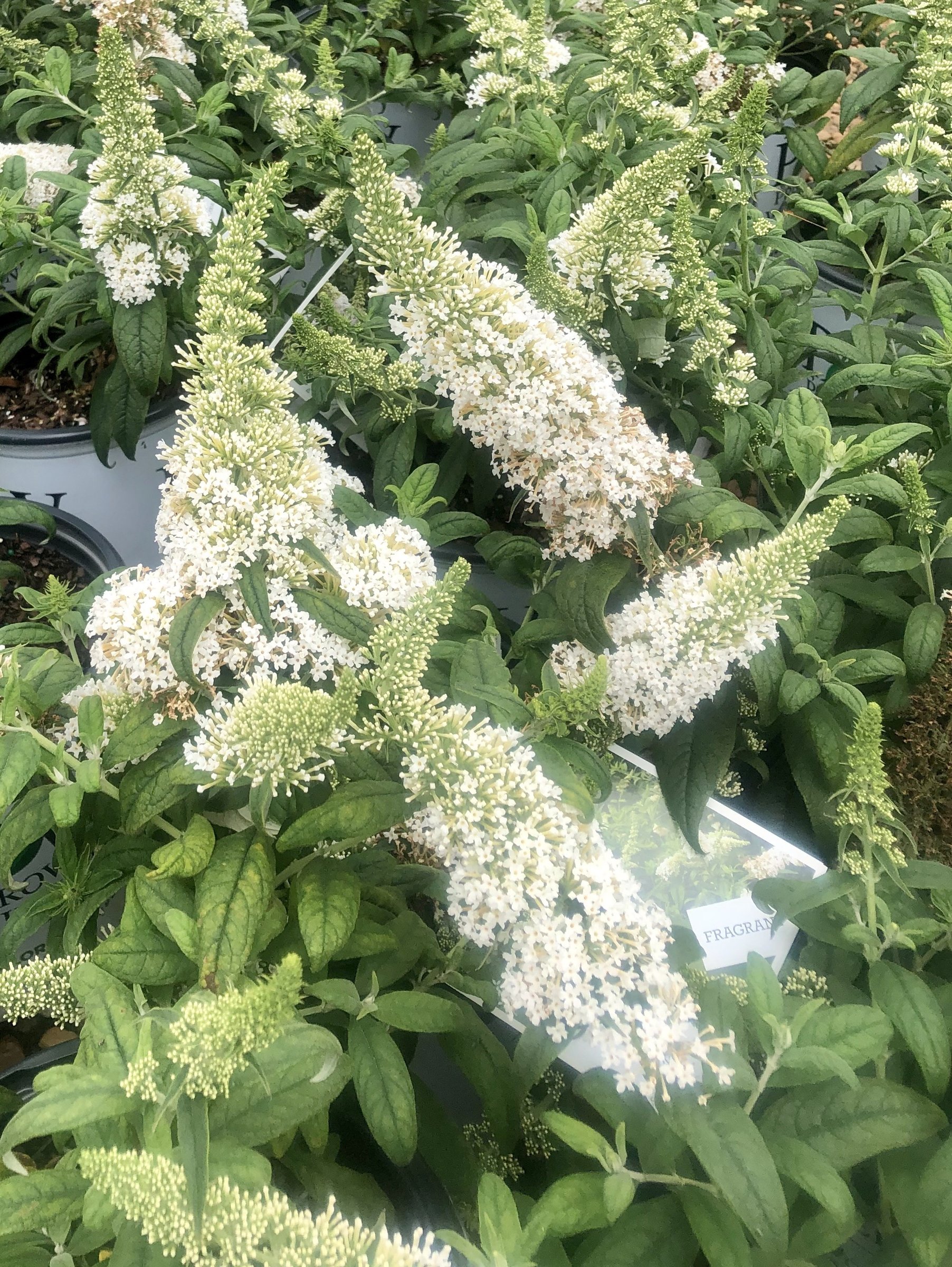 Pugster White Butterfly Bush