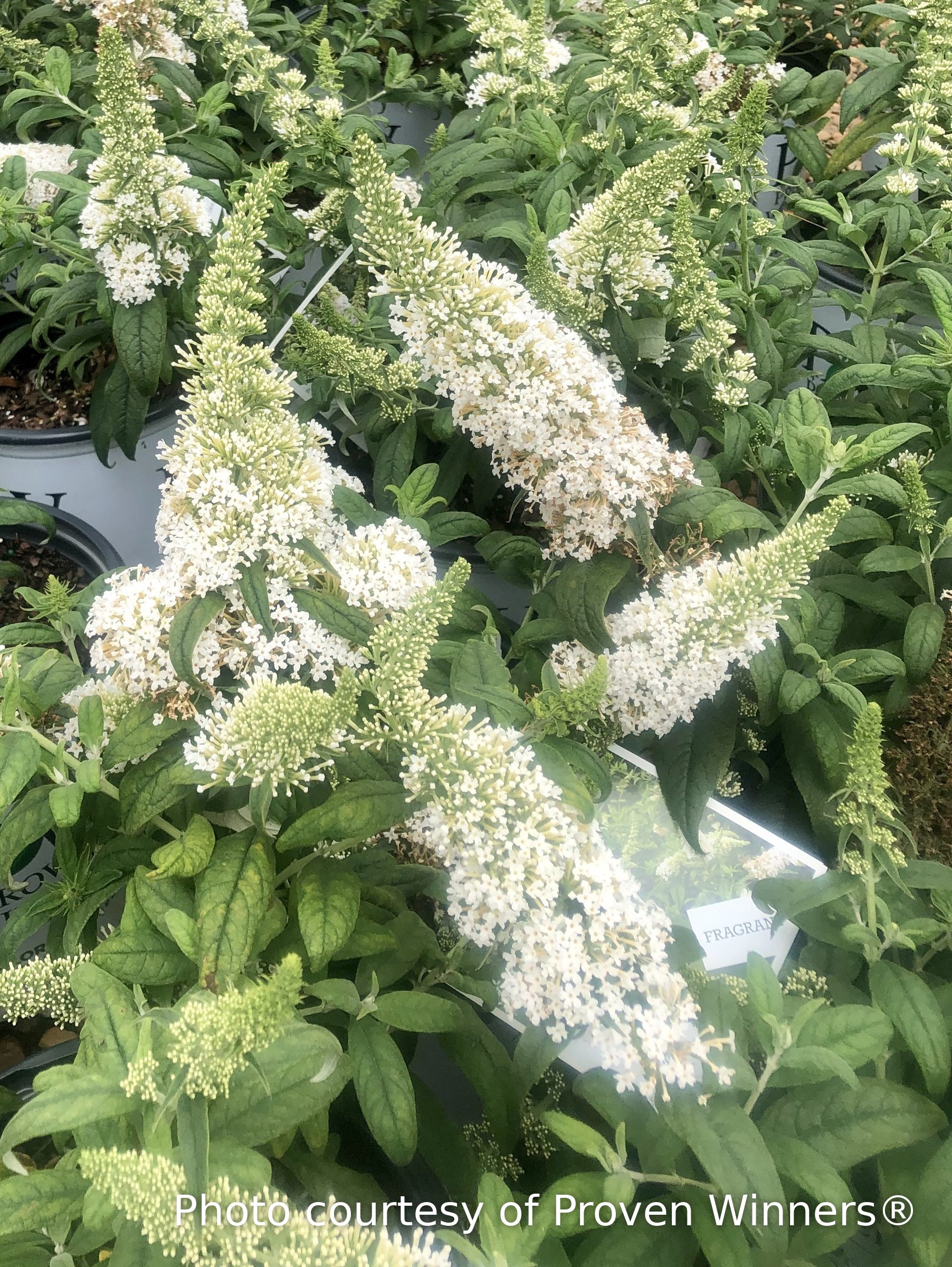 Pugster White Butterfly Bush