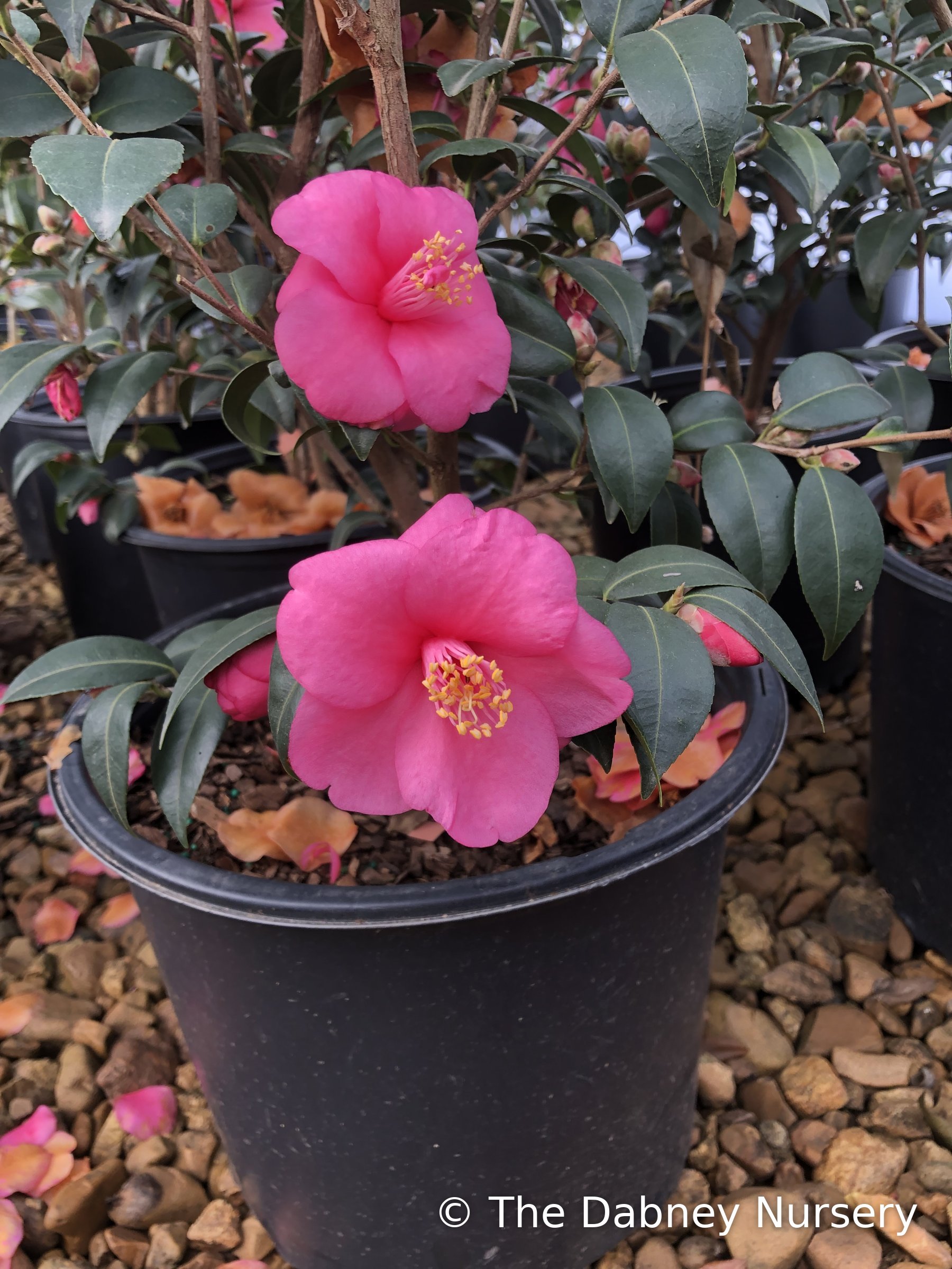 Gay Baby - Hybrid Camellia