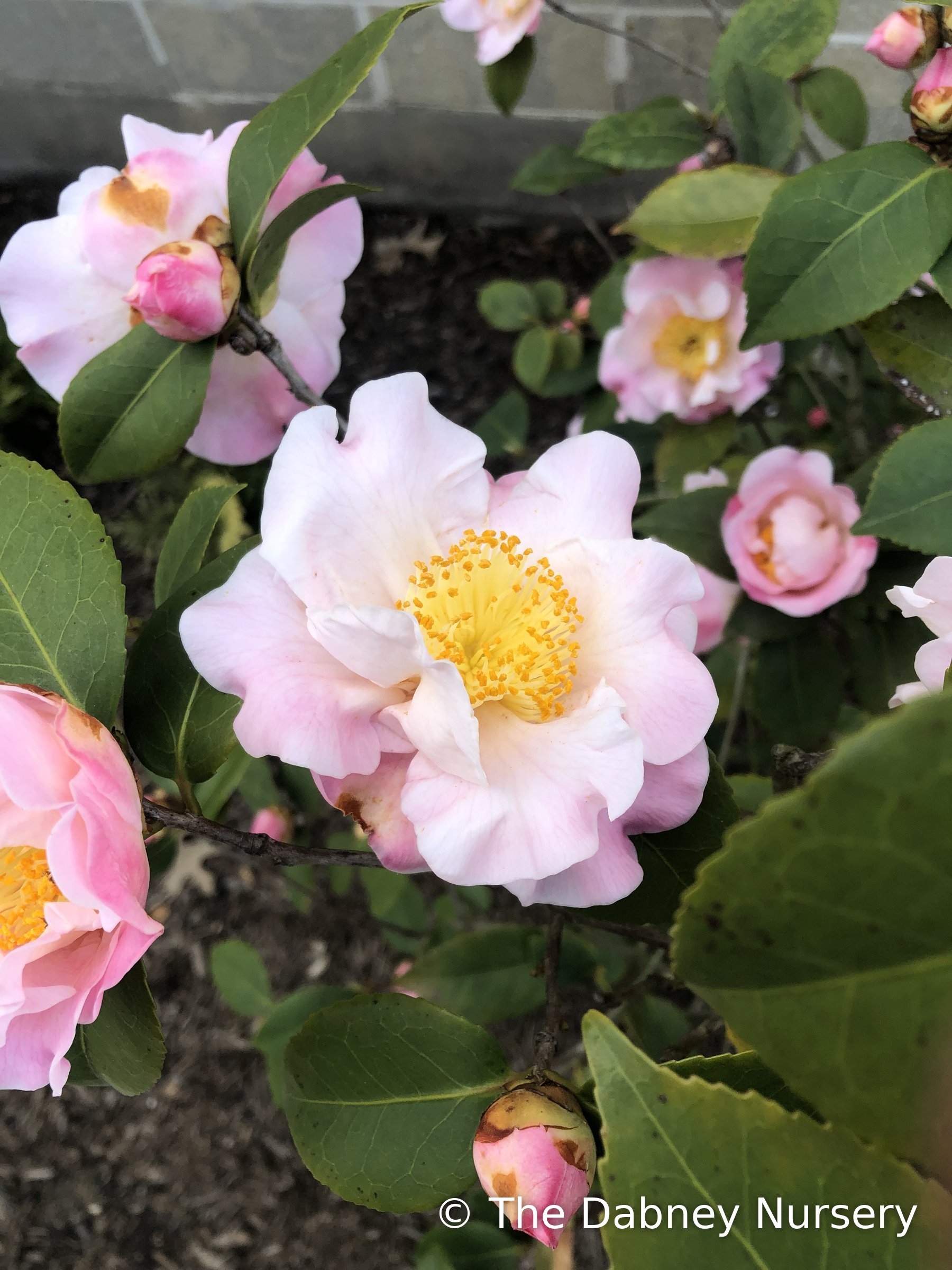 High Fragrance camellia, pale pink open bloom with a yellow centre among glossy leaves