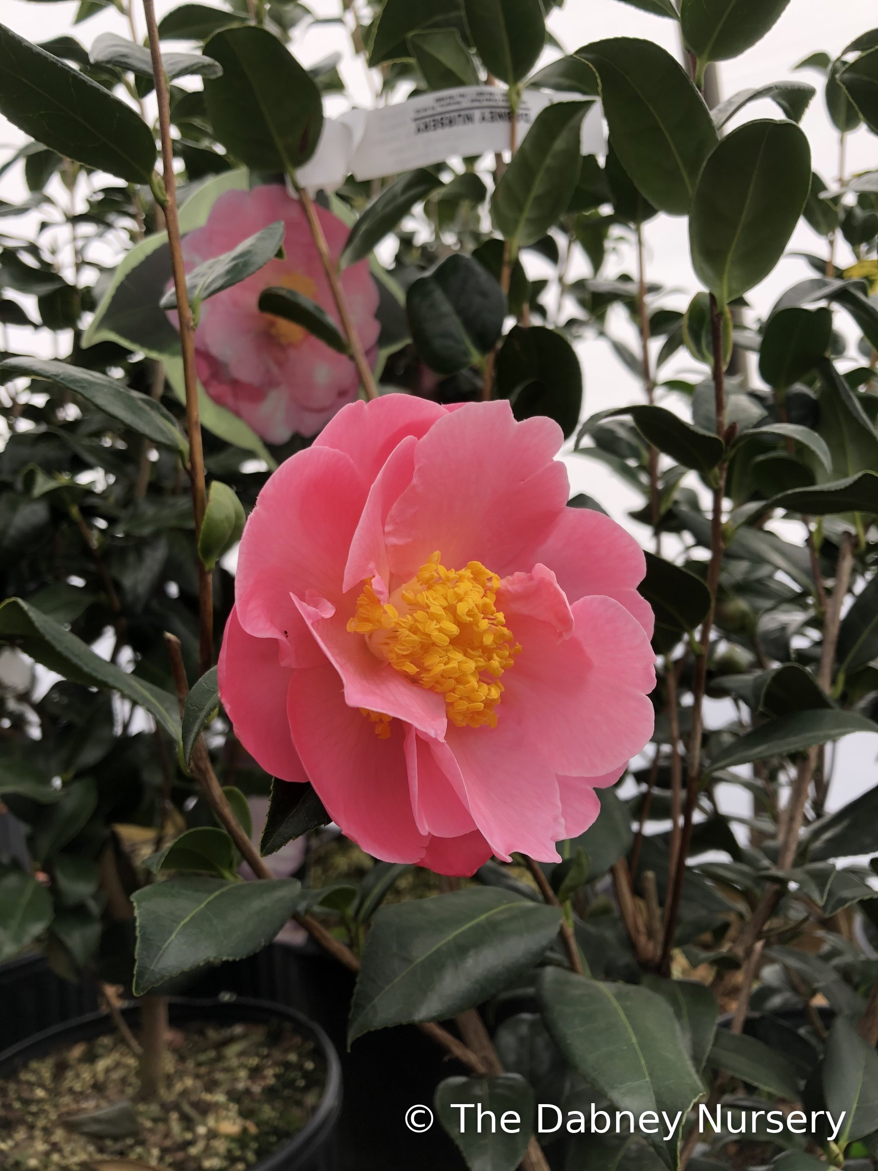 Pink Icicle camellia, large ruffled pink bloom with a yellow centre on a containerised plant