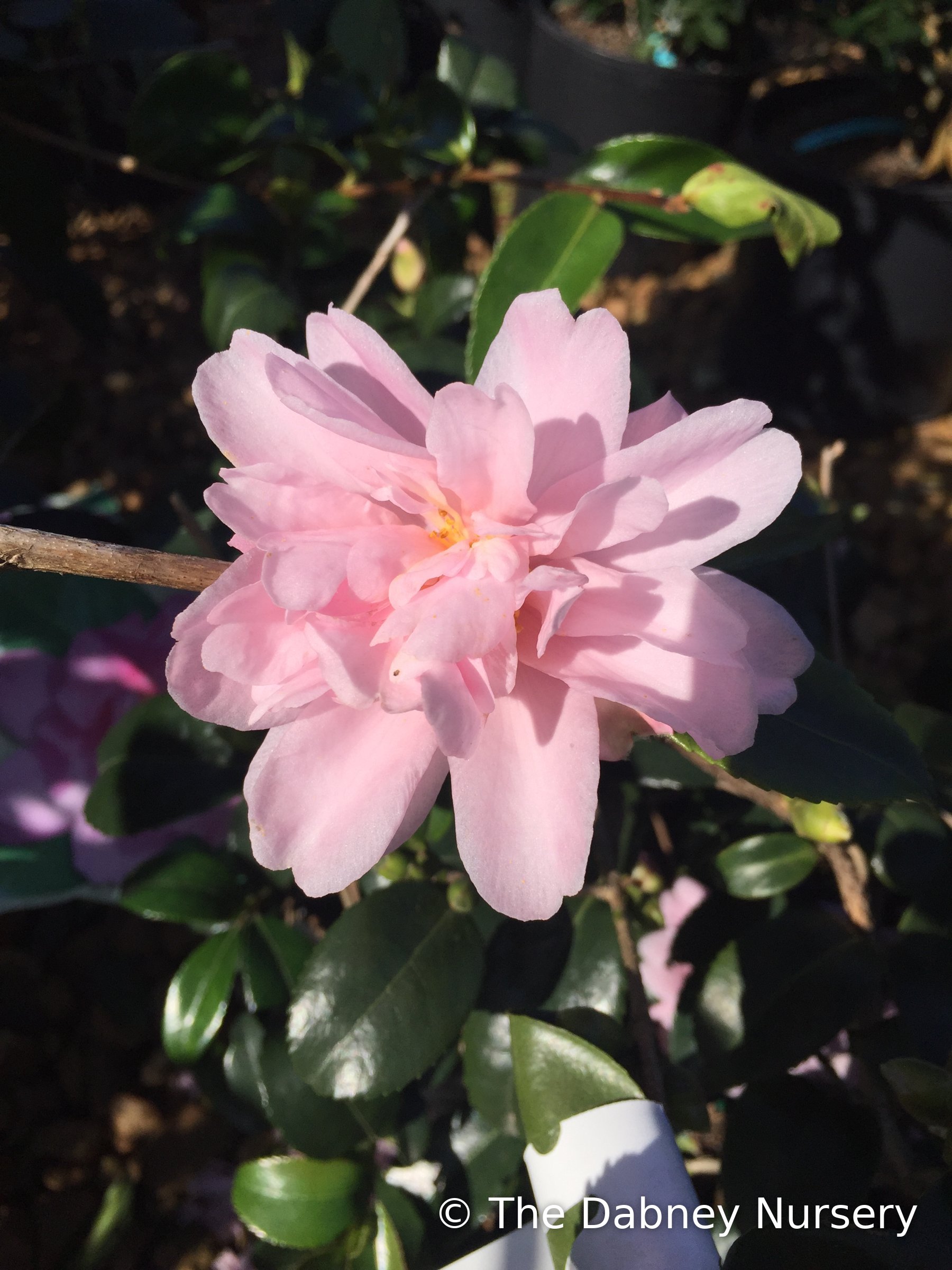 Winter's Charm camellia, soft pink peony-form bloom among dark glossy leaves