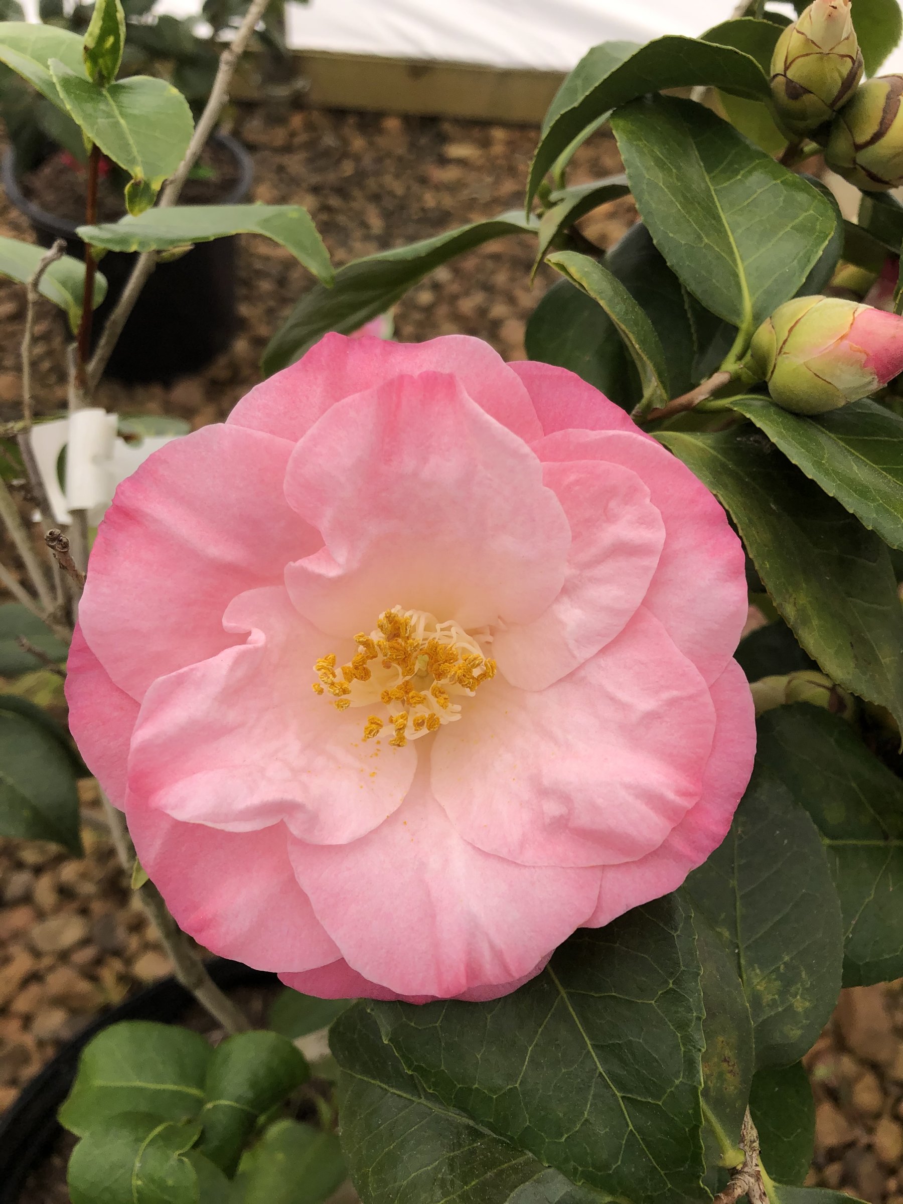 April Remembered camellia, large pink-edged cream bloom with yellow stamens