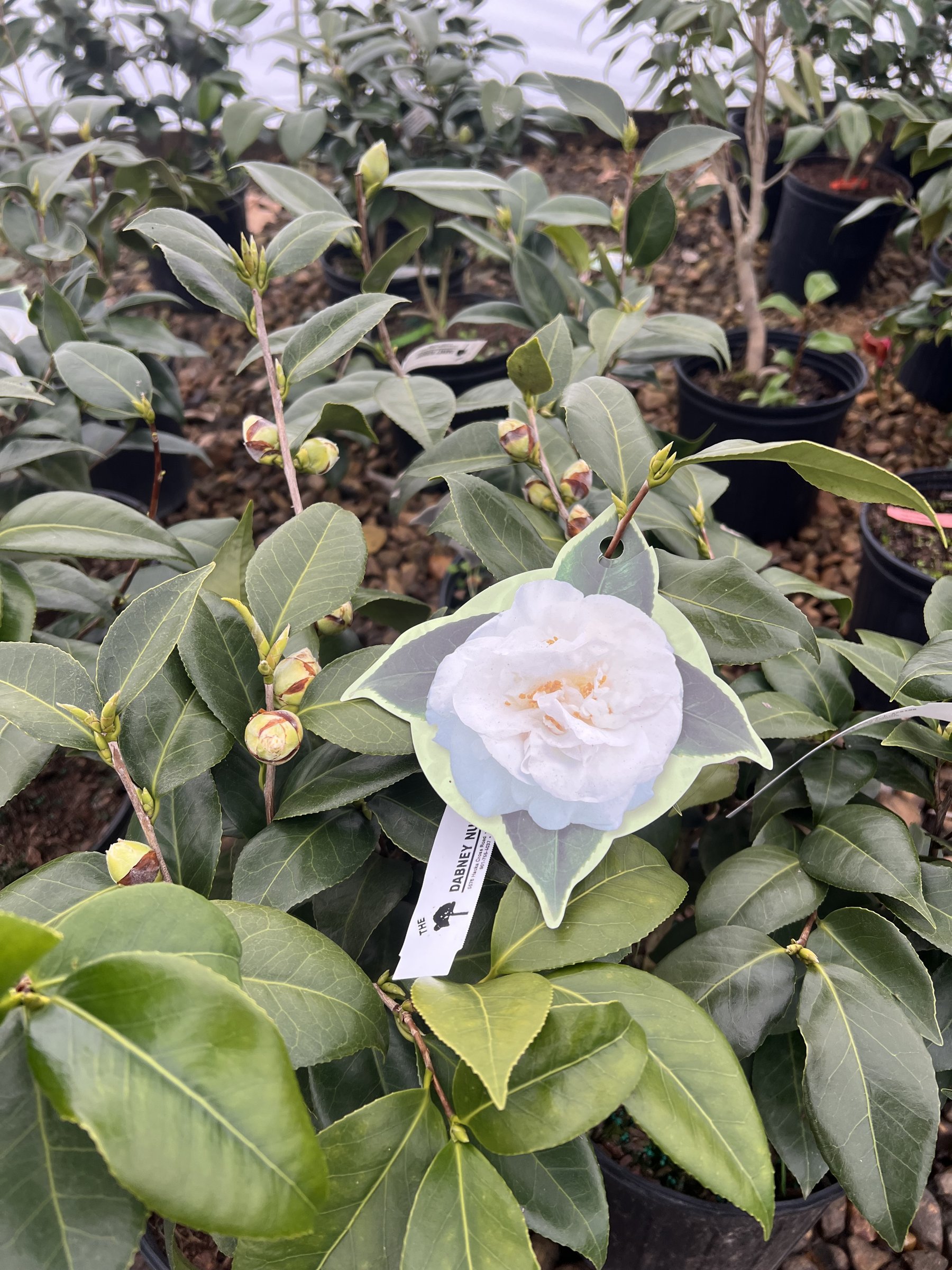 April Snow - Camellia jap.