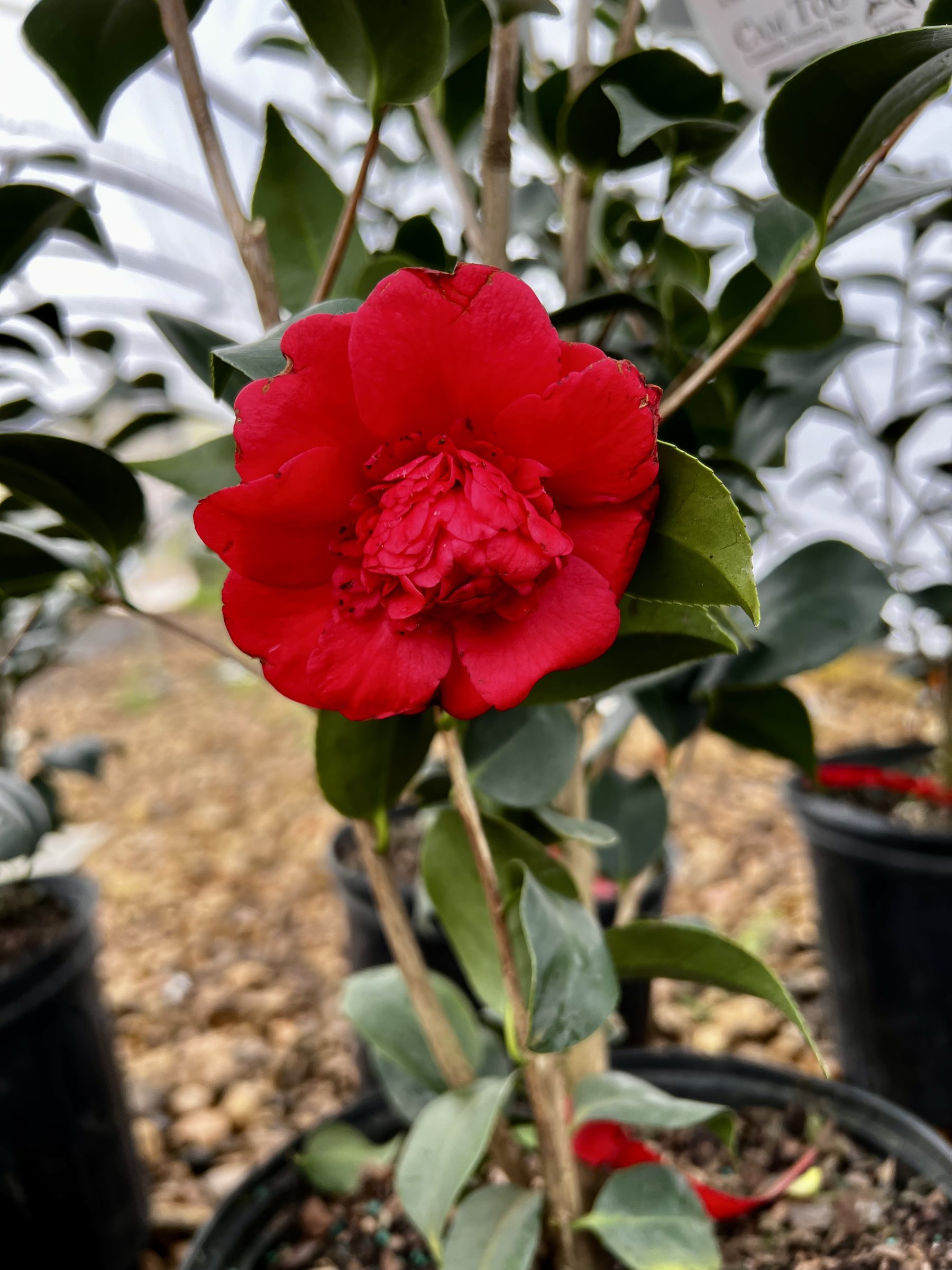 April Tryst camellia, deep red formal double bloom on a container-grown plant