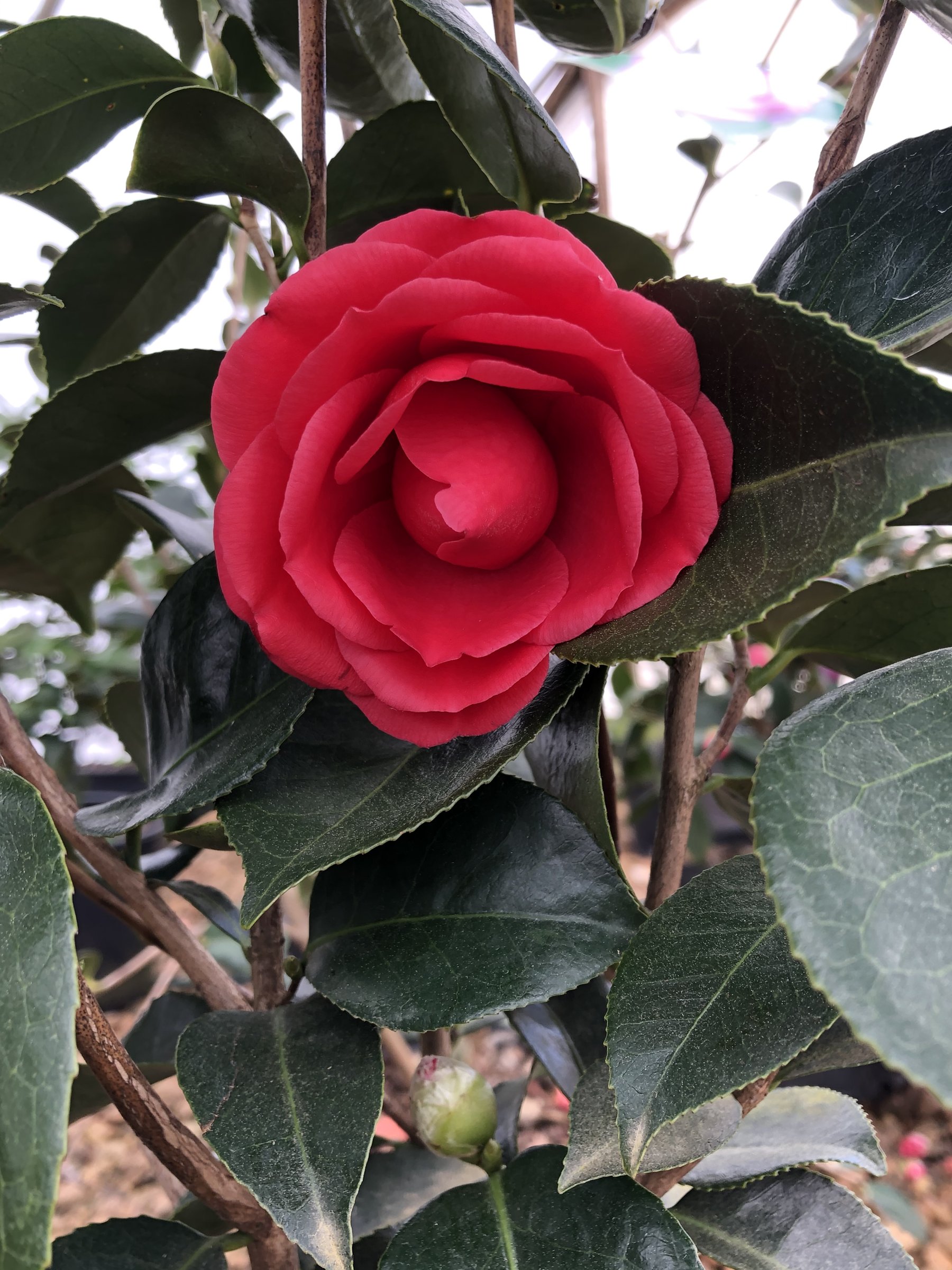 Arctic Rose - Camellia jap.
