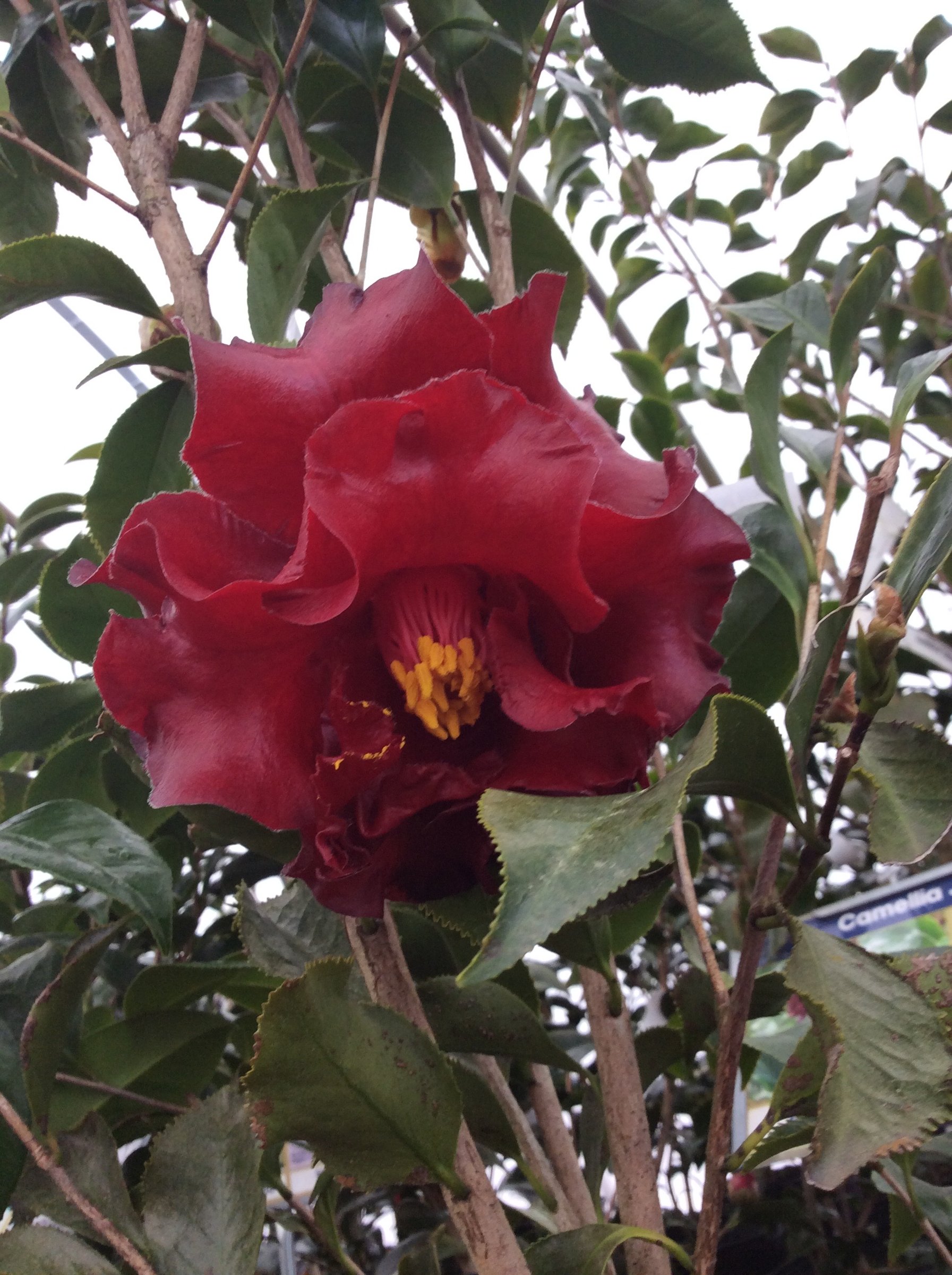 Black Magic - Camellia jap.