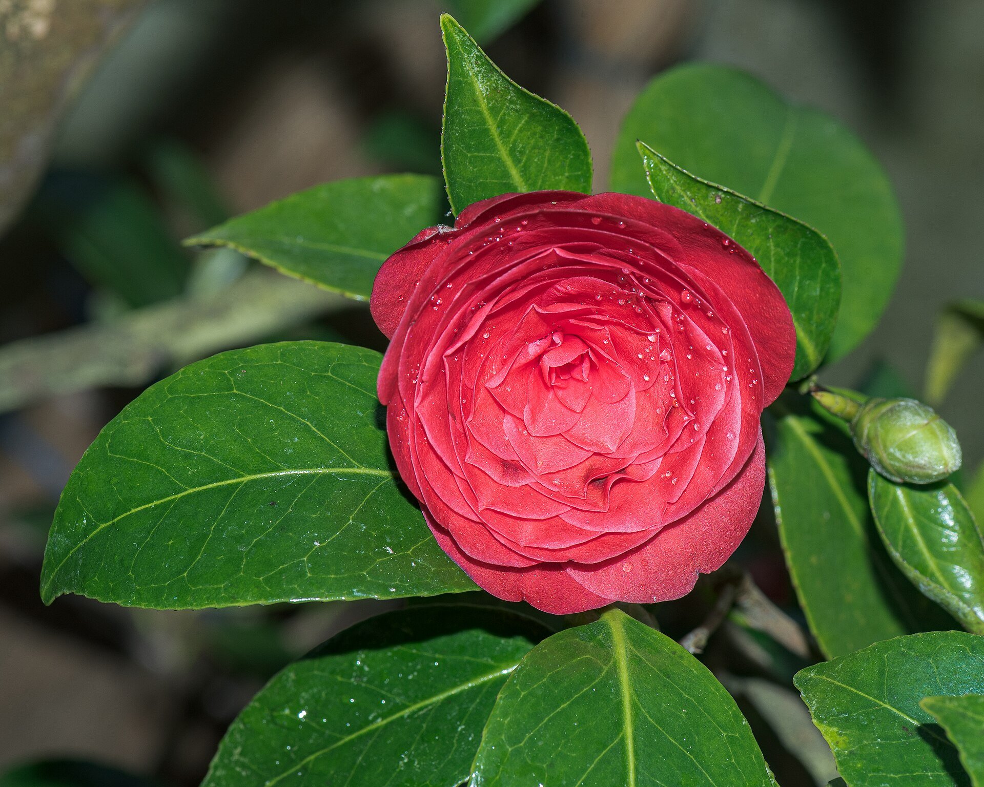 Camellia japonica deep red rose-form bloom — species reference photo (photo Flocci Nivis, CC BY 4.0, via Wikimedia Commons)