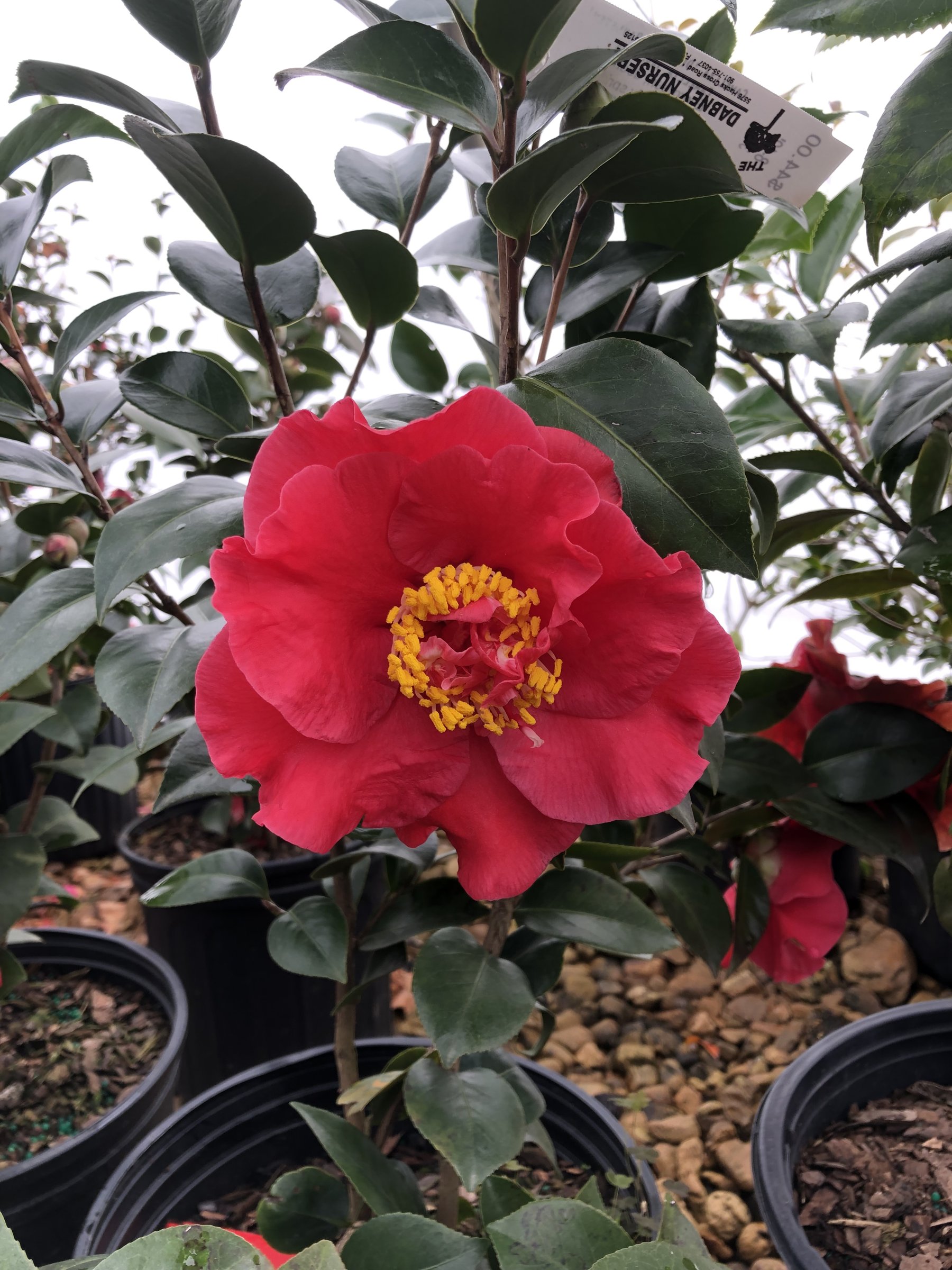 Dr. JC Raulston camellia, red bloom with a yellow centre and a nursery tag behind it