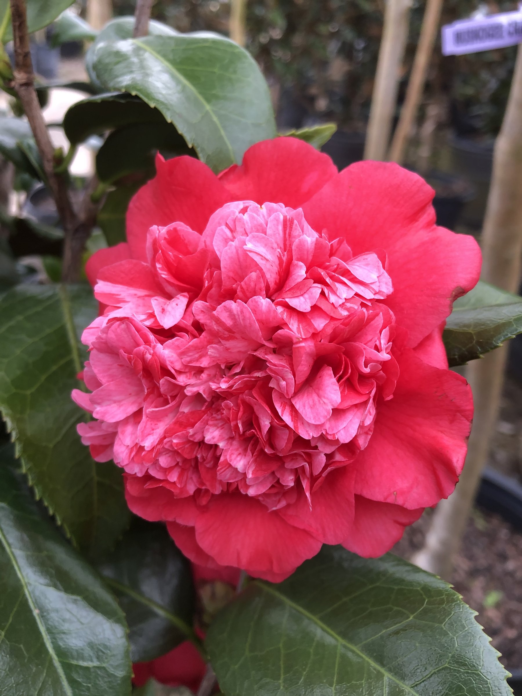 Laura Walker - Camellia jap.