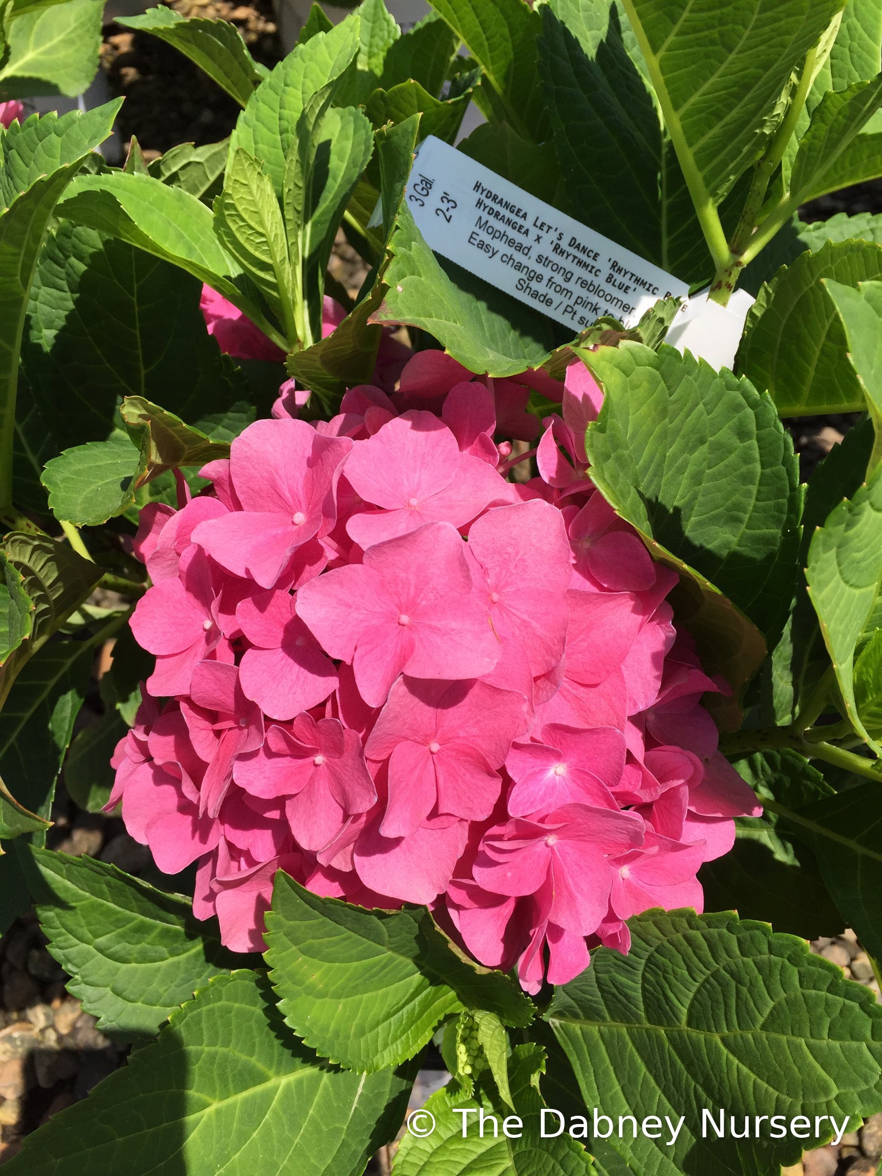Let's Dance® Rhythmic Blue® Reblooming Hydrangea · The Dabney Nursery