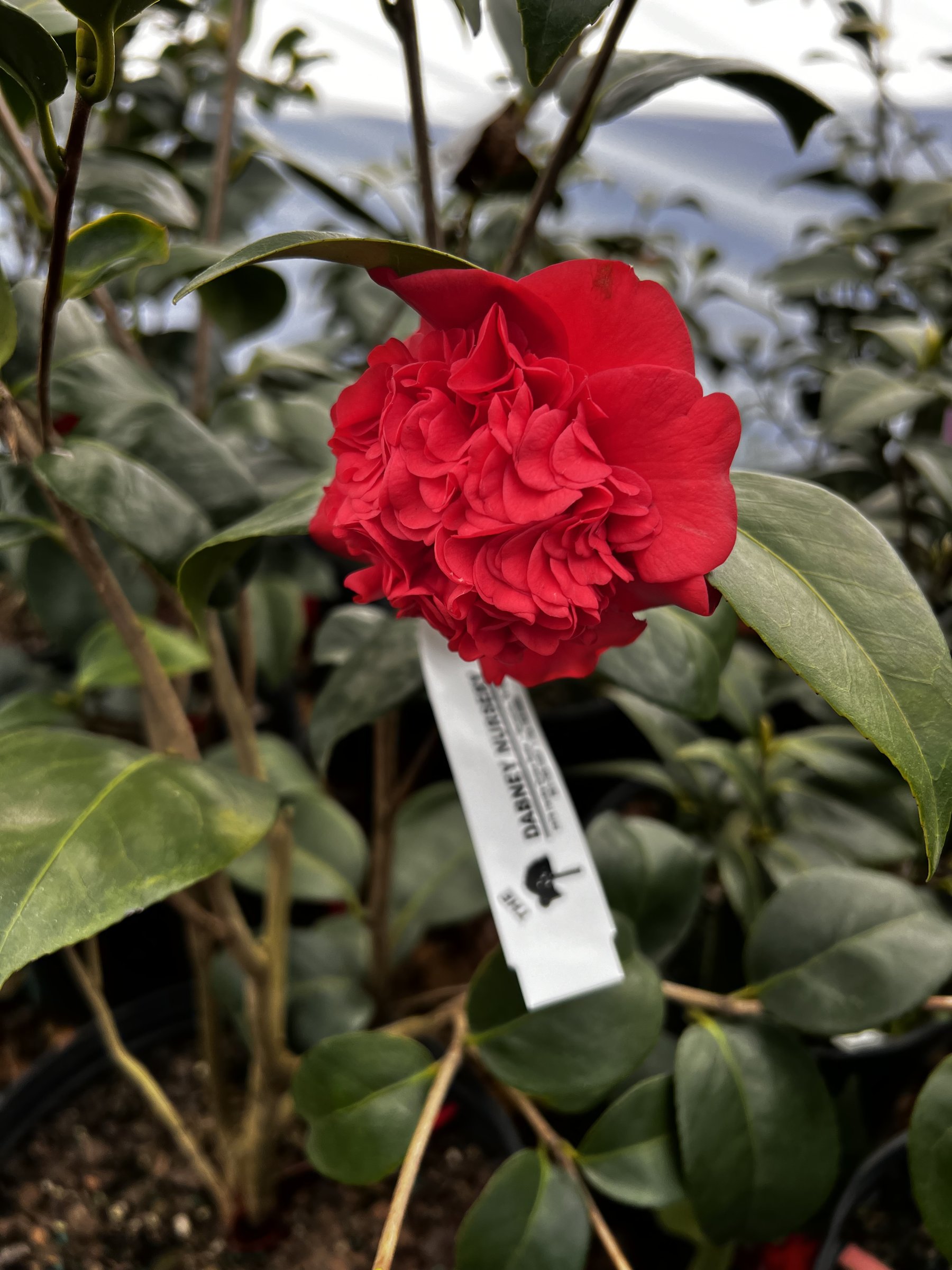 Prof. Charles Sargent camellia, red double bloom on a tagged nursery plant