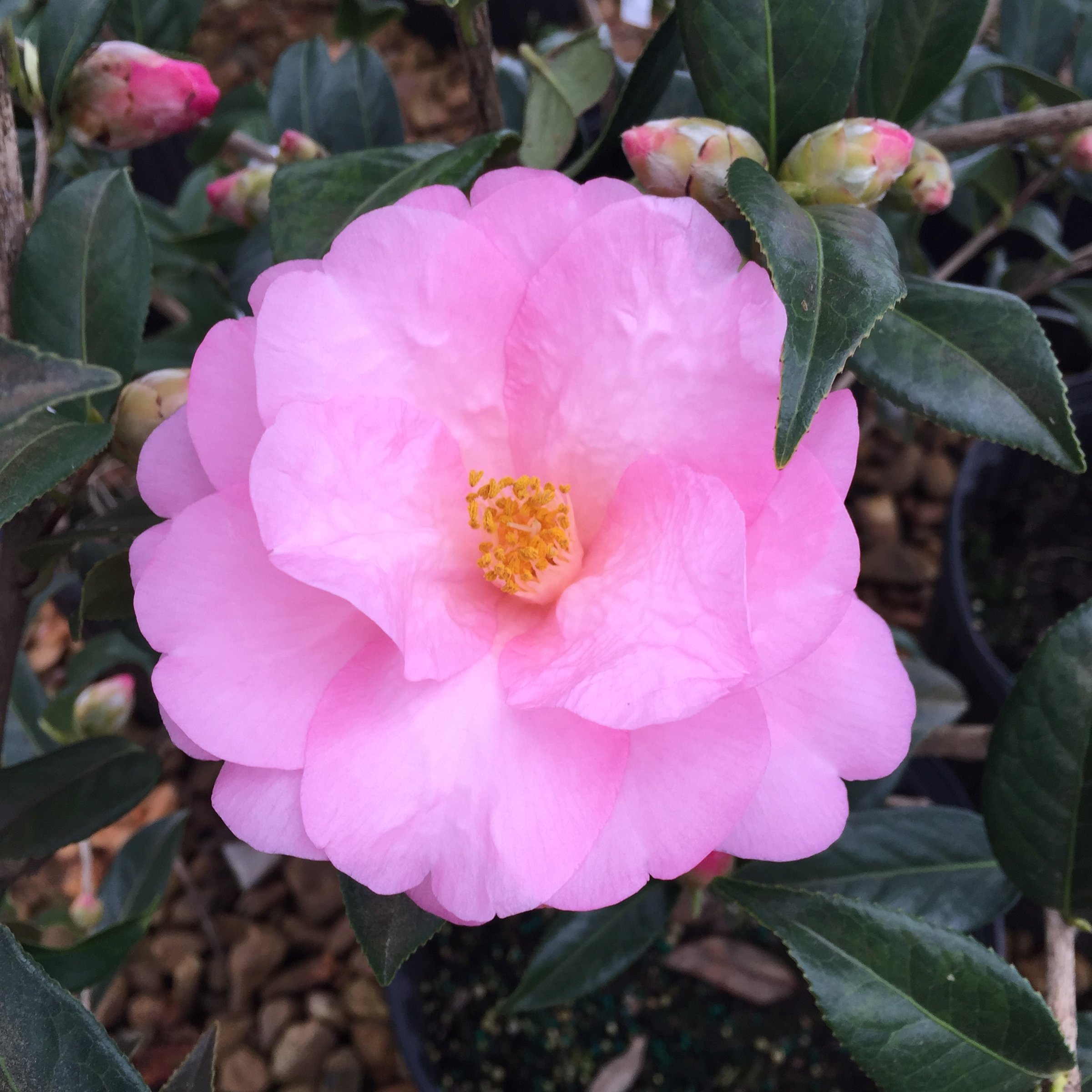 Taylor's Perfection camellia, large soft pink bloom with a yellow centre and buds behind it