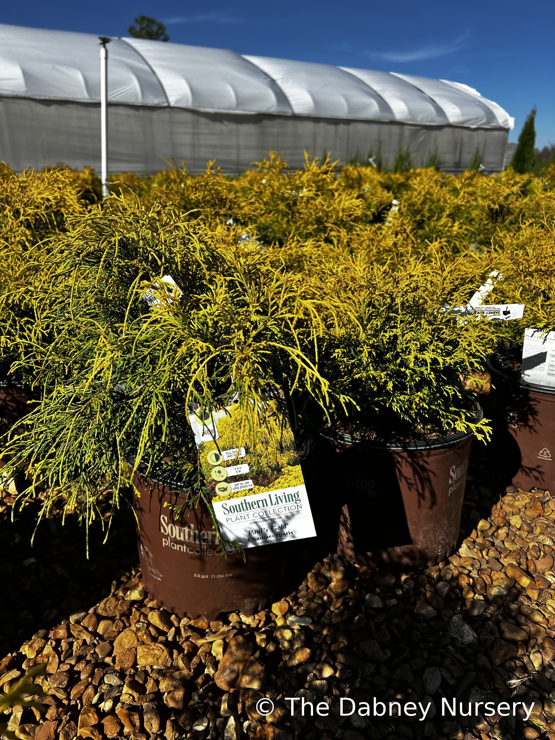 Paul's Gold Chamaecyparis, container plant at the nursery