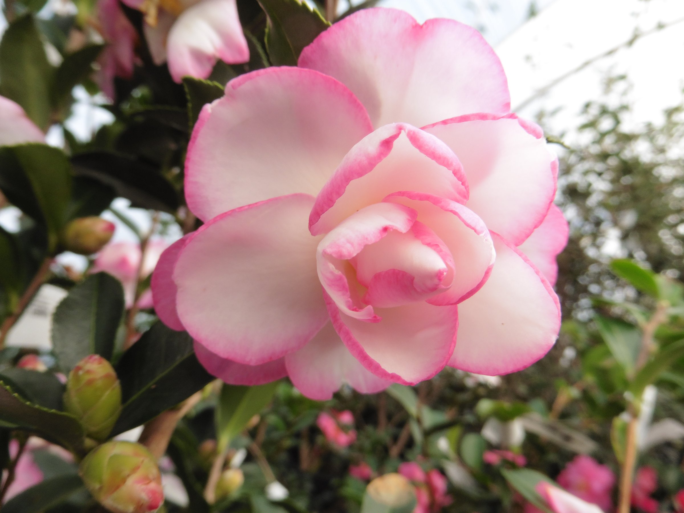 Leslie Ann camellia, white bloom with rose-pink petal edges