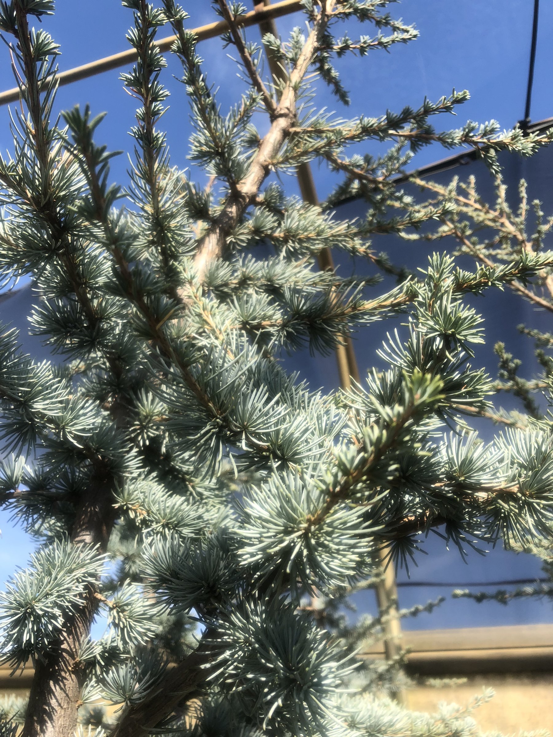 Close-up of blue atlas cedar branches against the sky, stiff silvery-blue needle clusters
