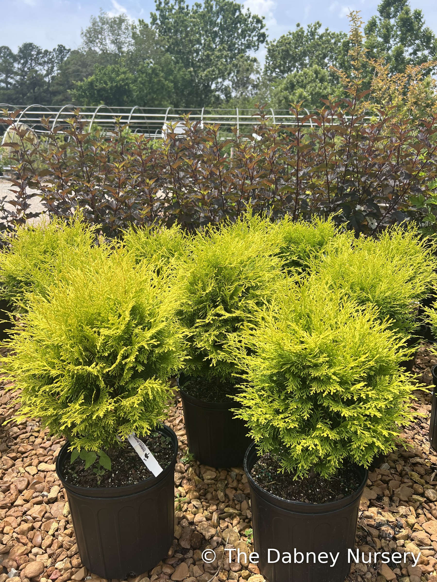 Three golden hinoki cypress in 3-gallon containers on gravel, bright yellow-green fanned foliage